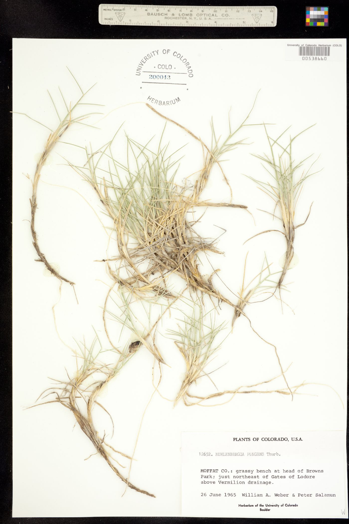 Muhlenbergia pungens image