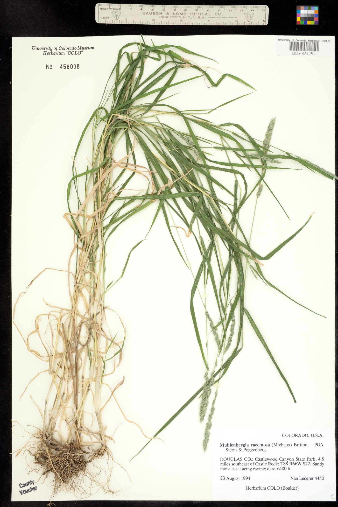 Muhlenbergia racemosa image