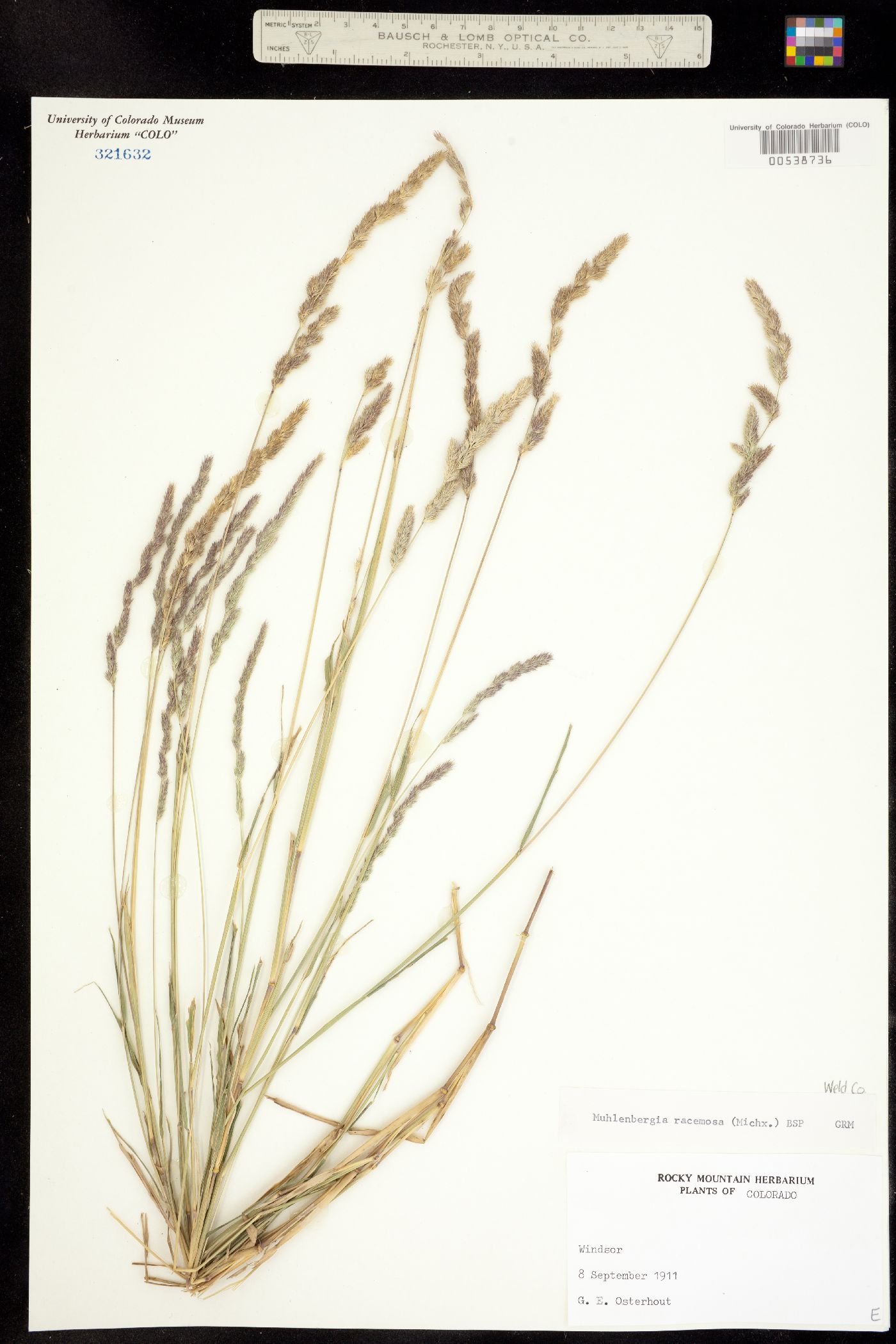 Muhlenbergia racemosa image