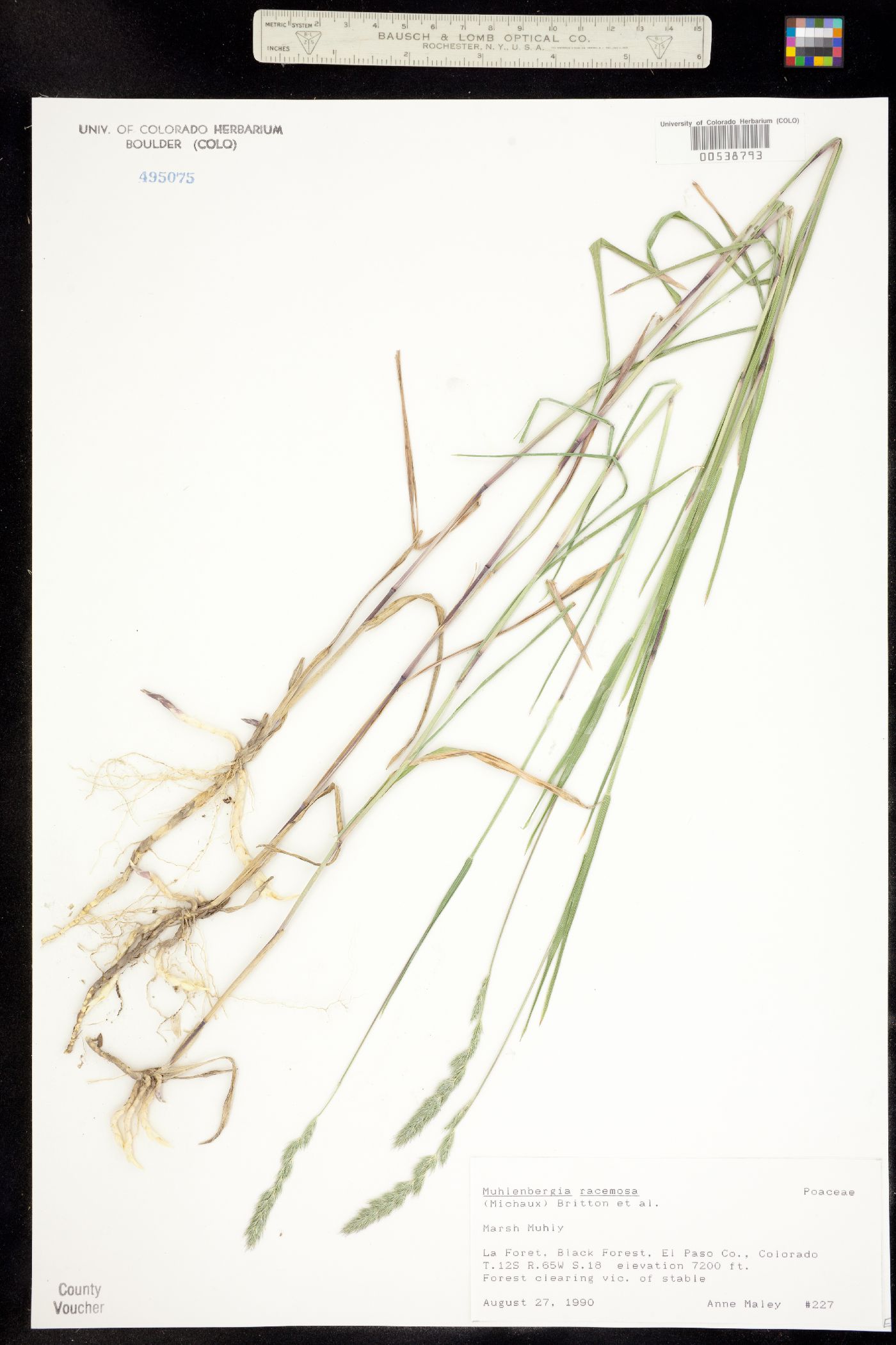 Muhlenbergia racemosa image