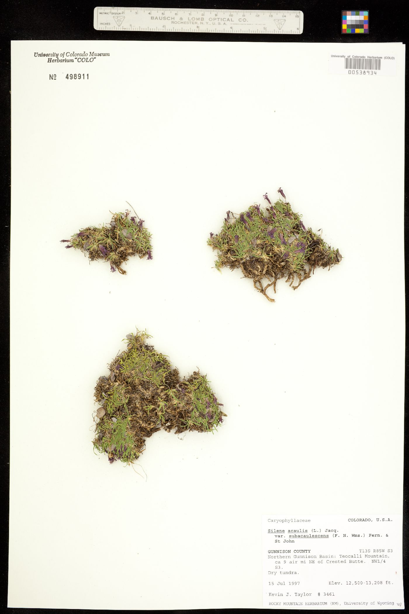 Silene acaulis image