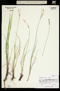 Image of Carex livida