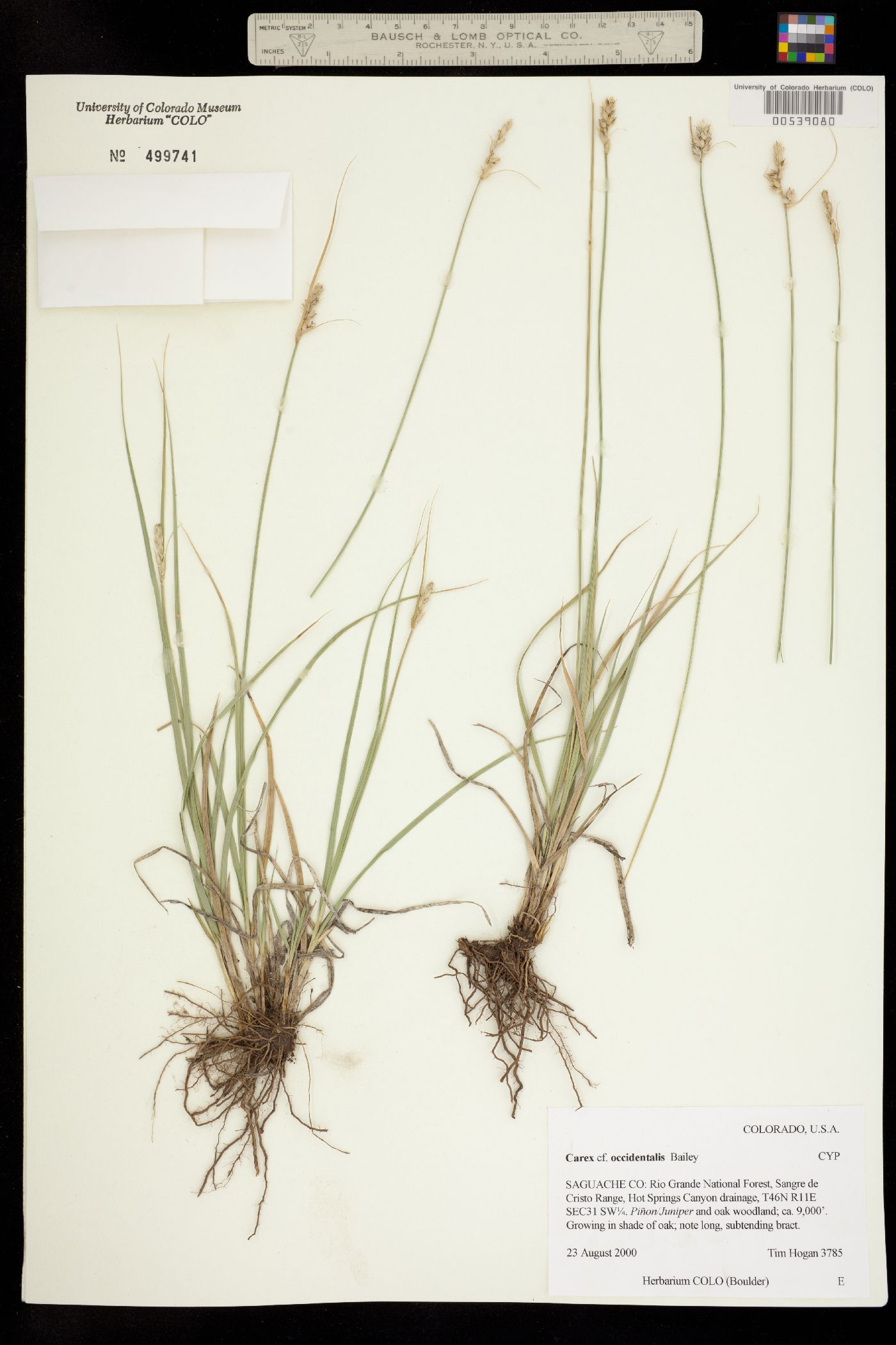 Carex occidentalis image