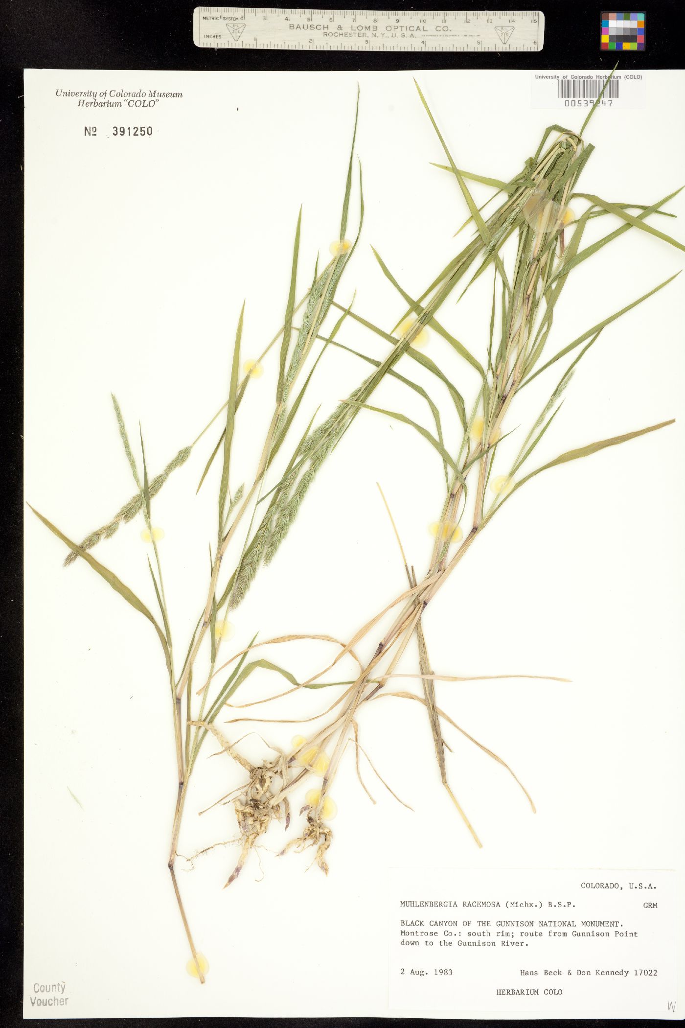 Muhlenbergia racemosa image