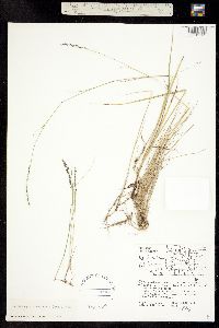 Muhlenbergia richardsonis image