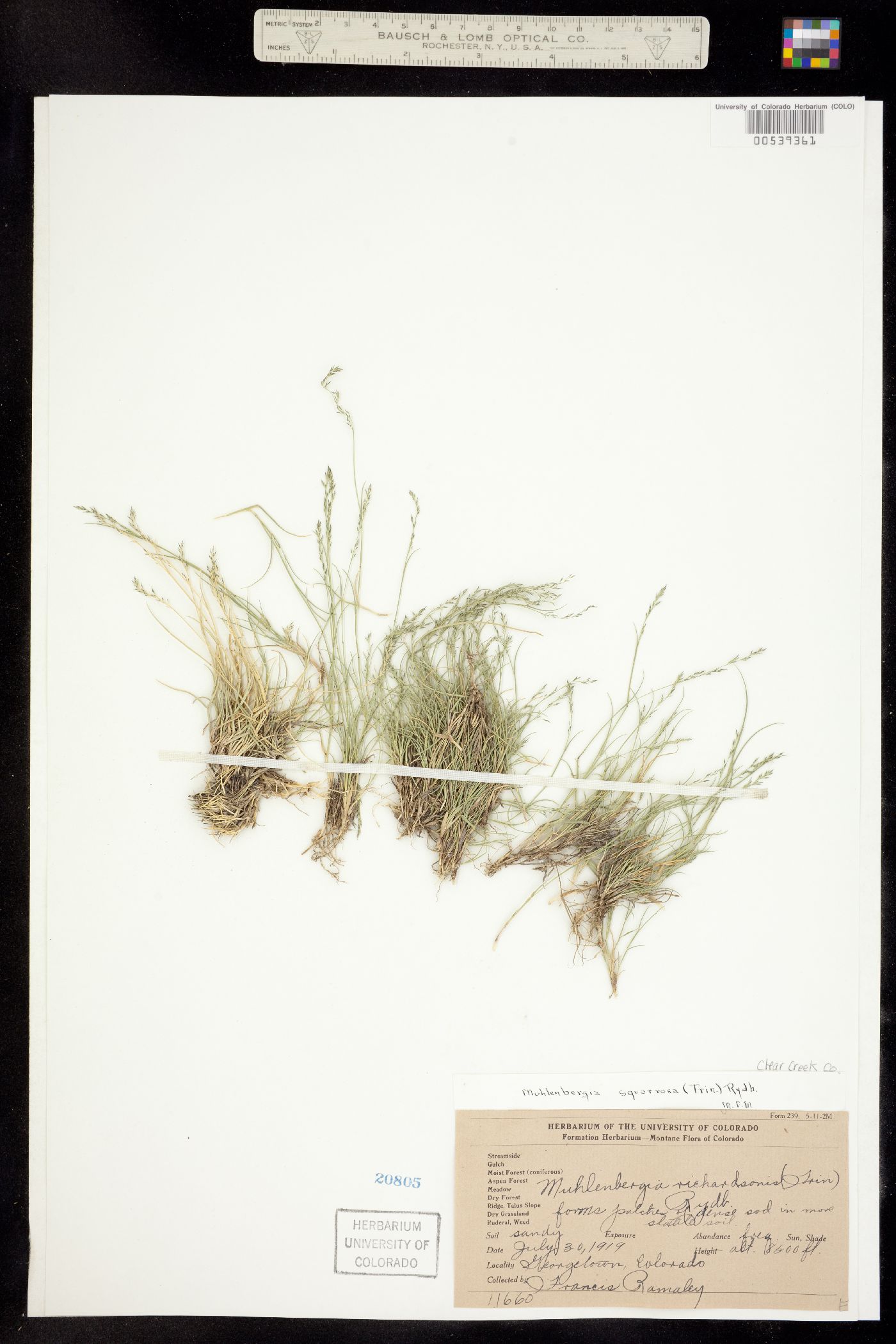 Muhlenbergia richardsonis image