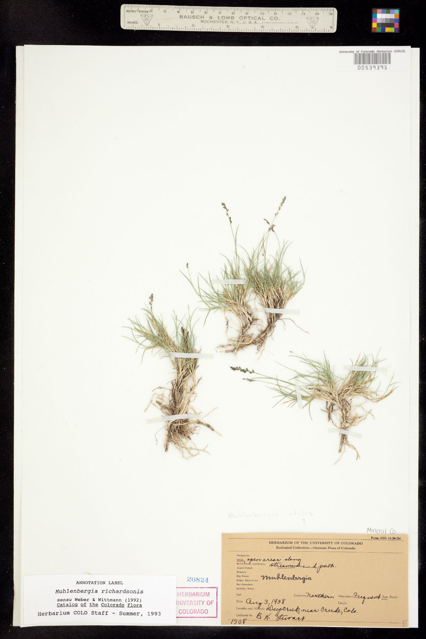 Muhlenbergia richardsonis image