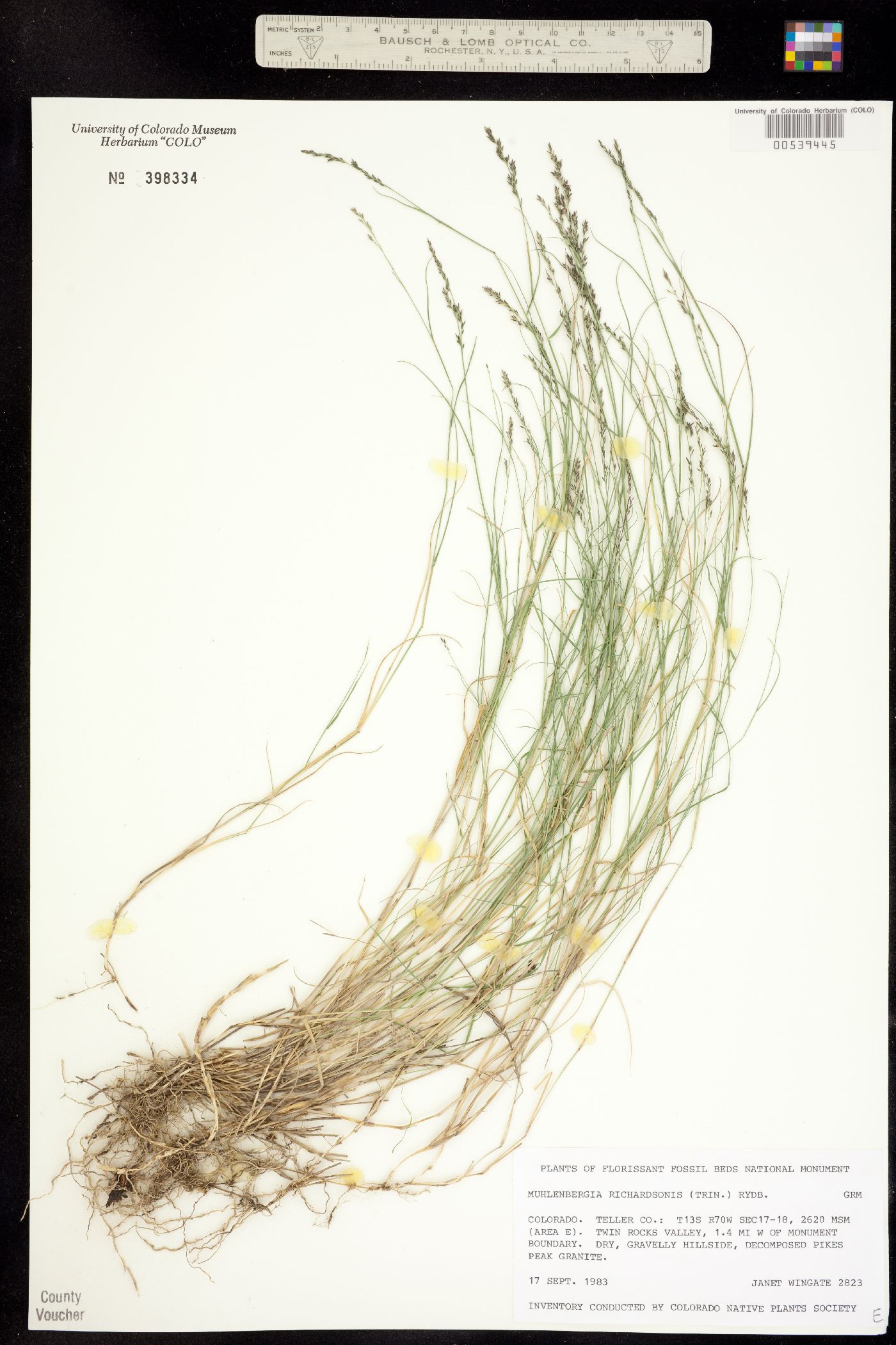 Muhlenbergia richardsonis image