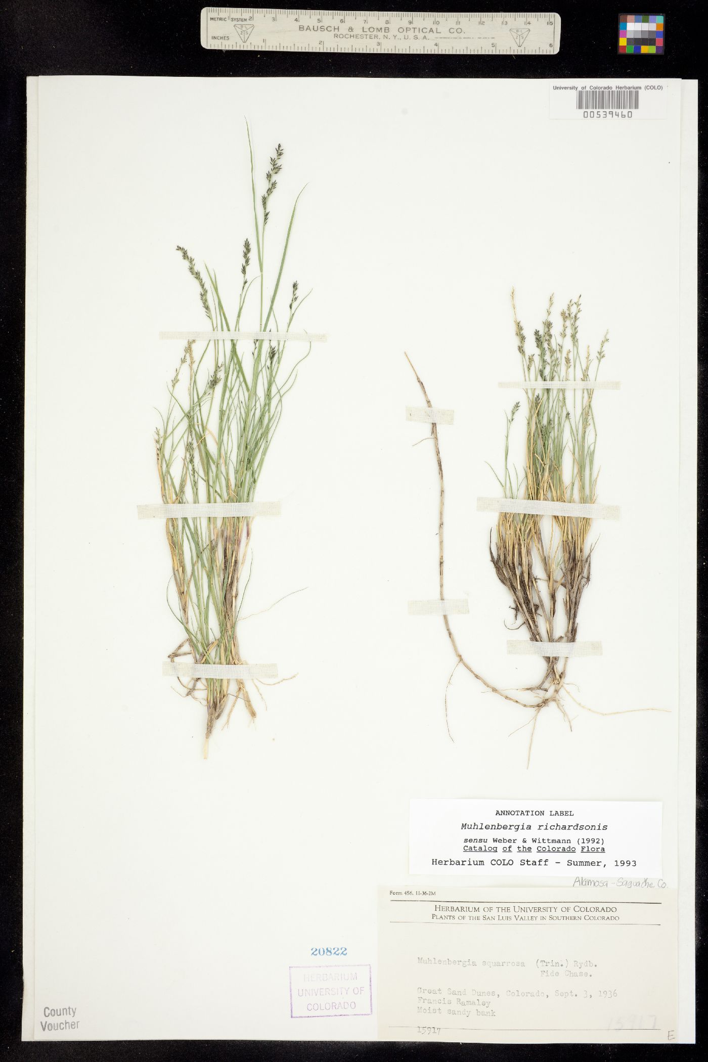 Muhlenbergia richardsonis image