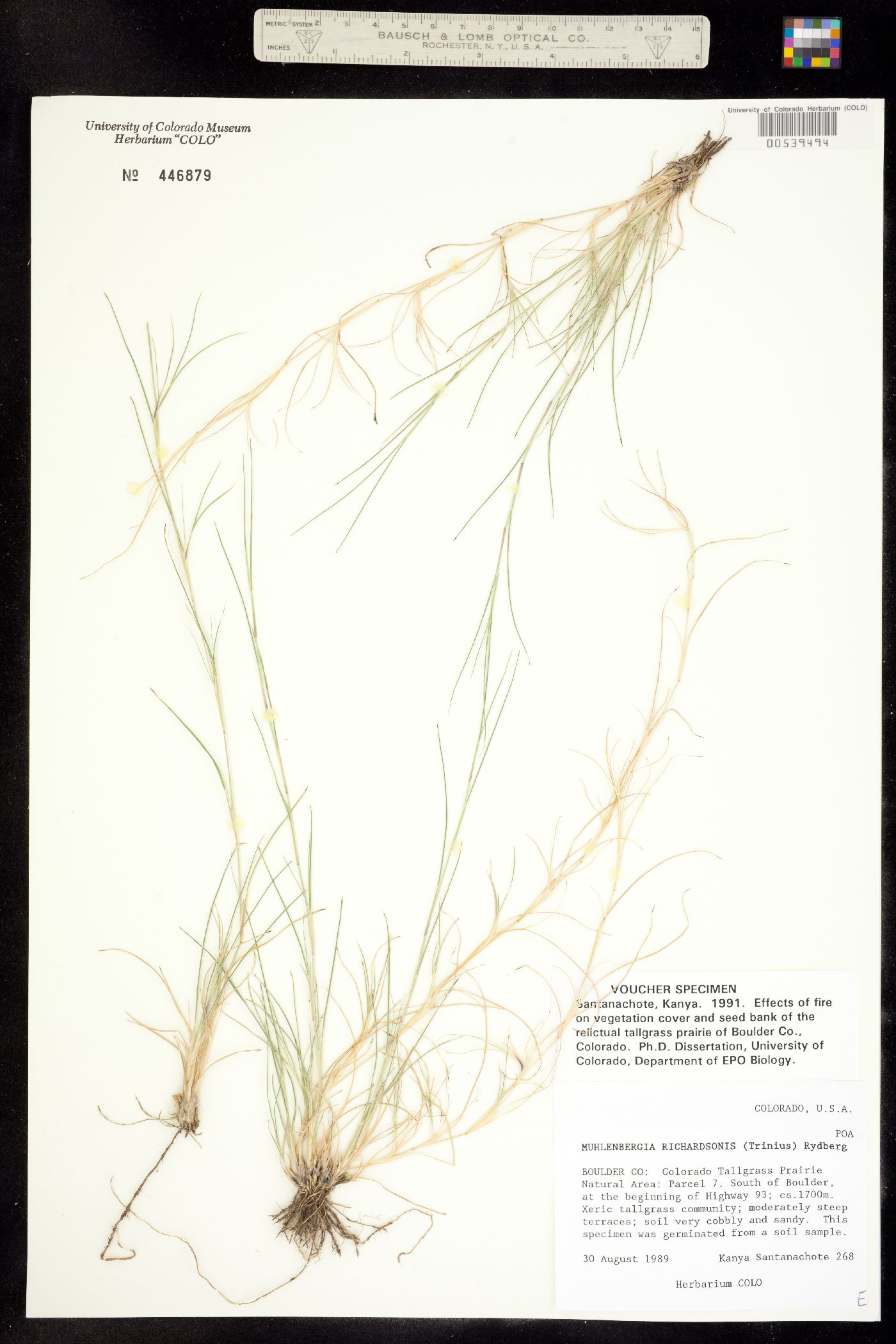 Muhlenbergia richardsonis image