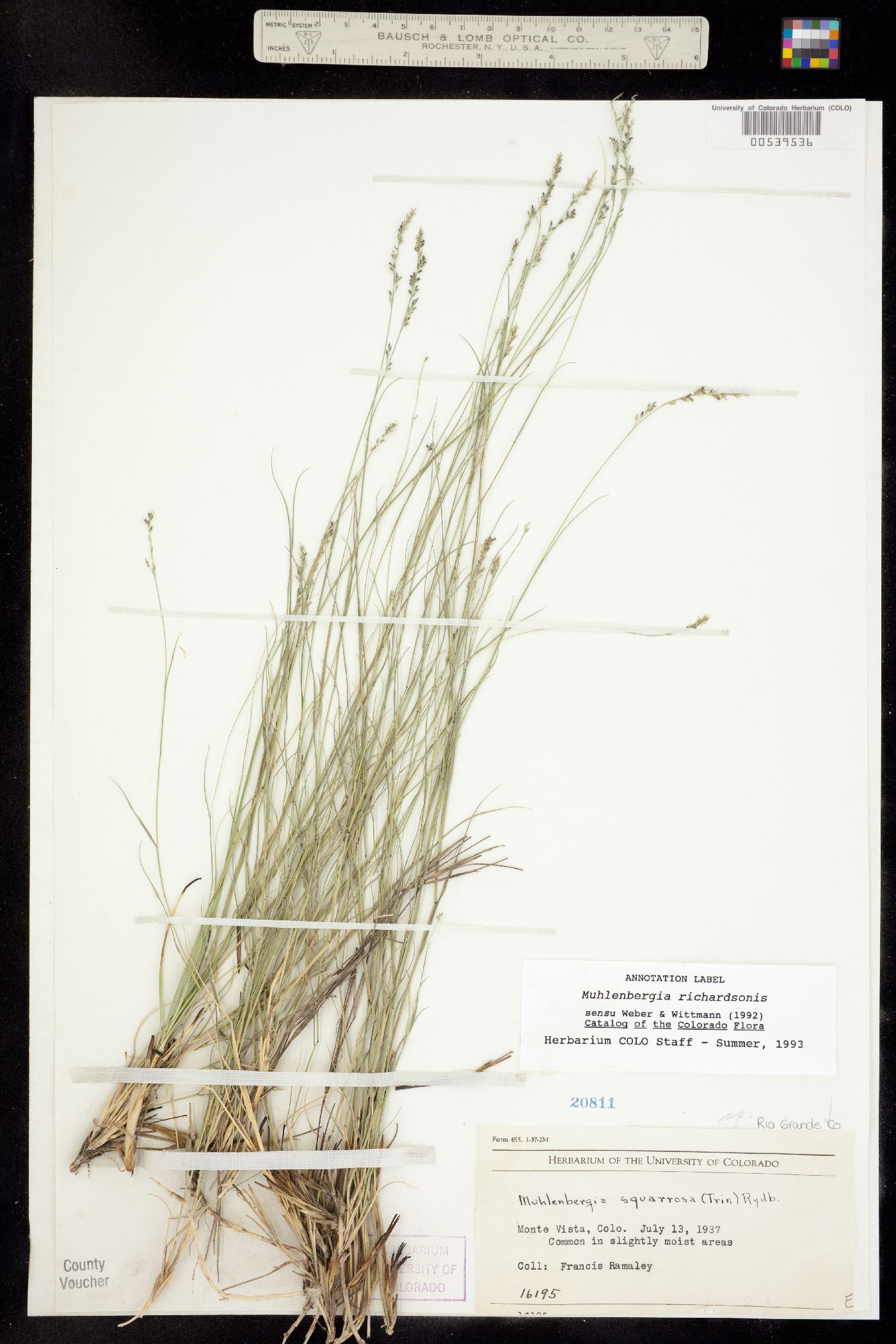 Muhlenbergia richardsonis image