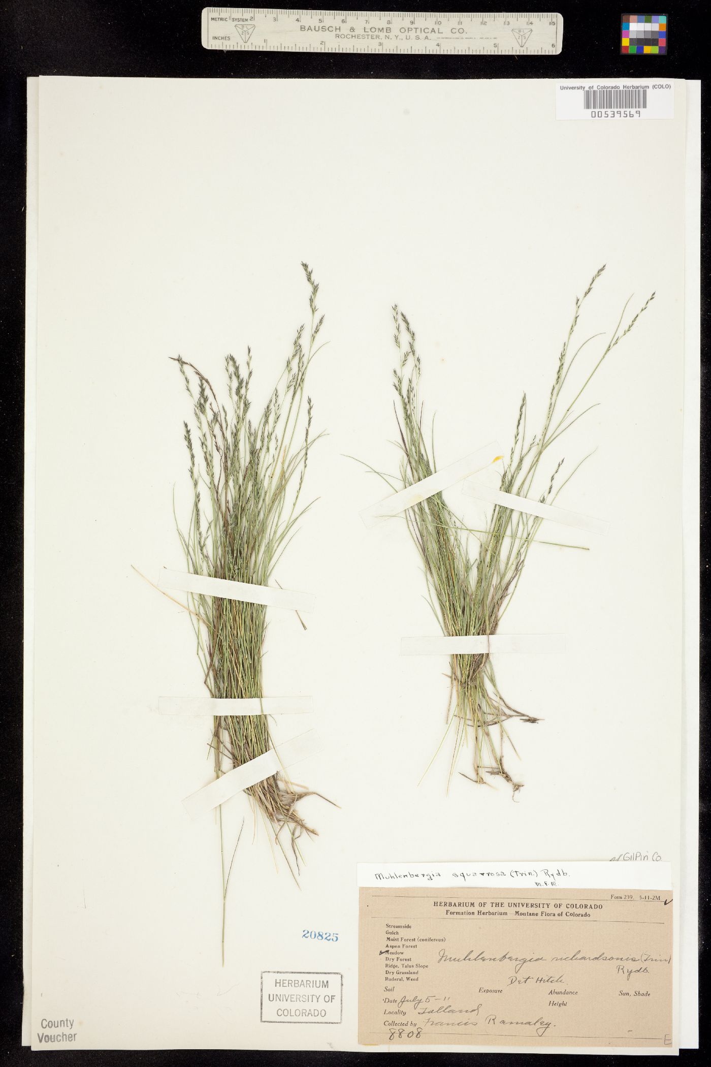 Muhlenbergia richardsonis image