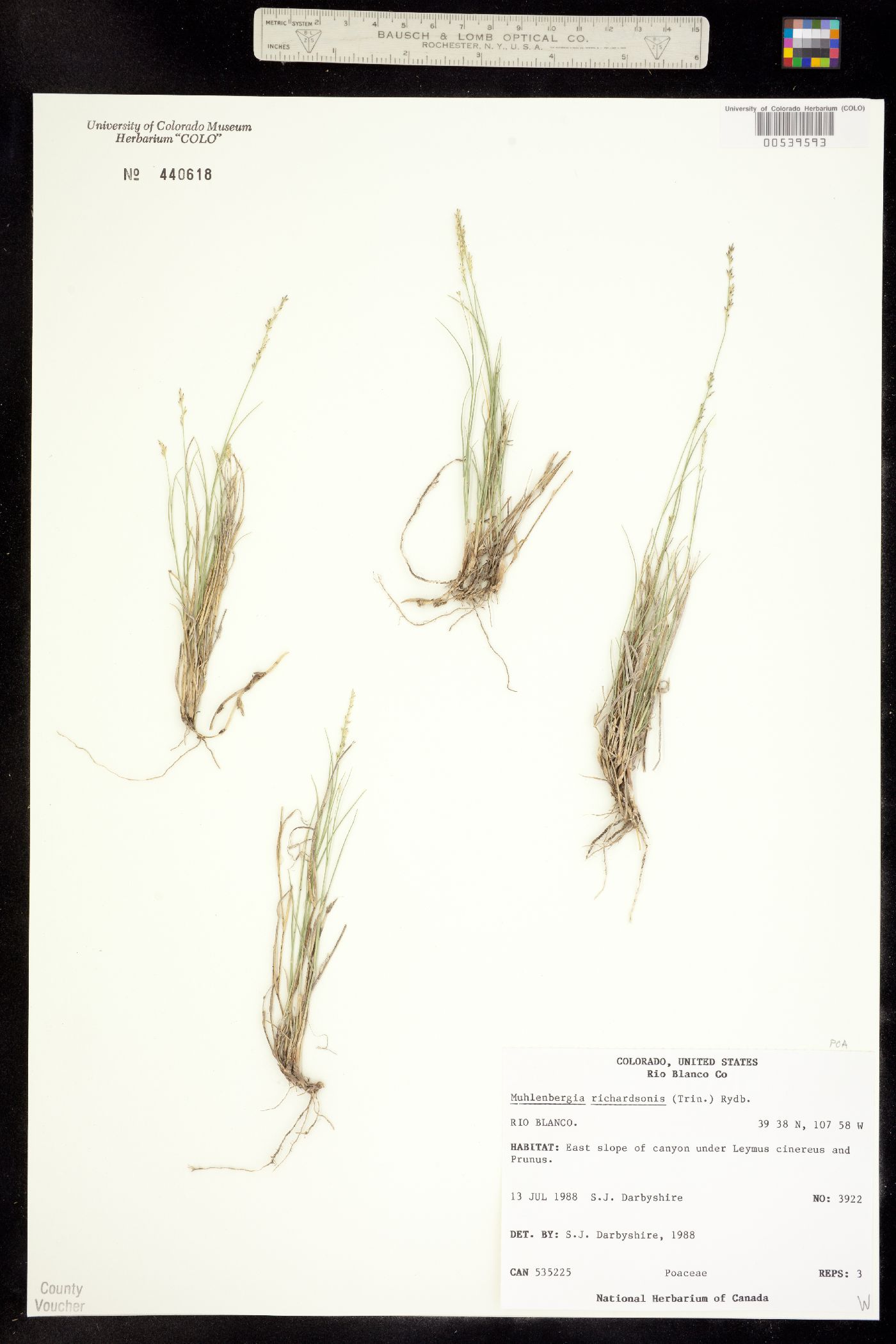 Muhlenbergia richardsonis image