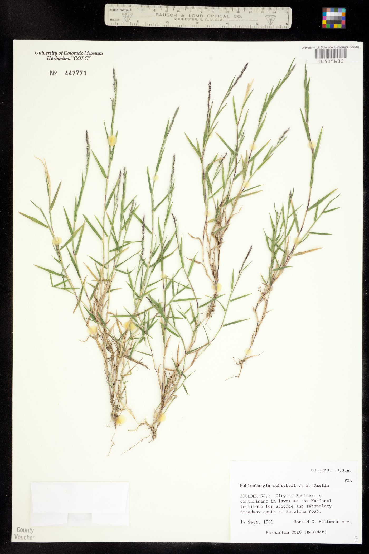 Muhlenbergia schreberi image