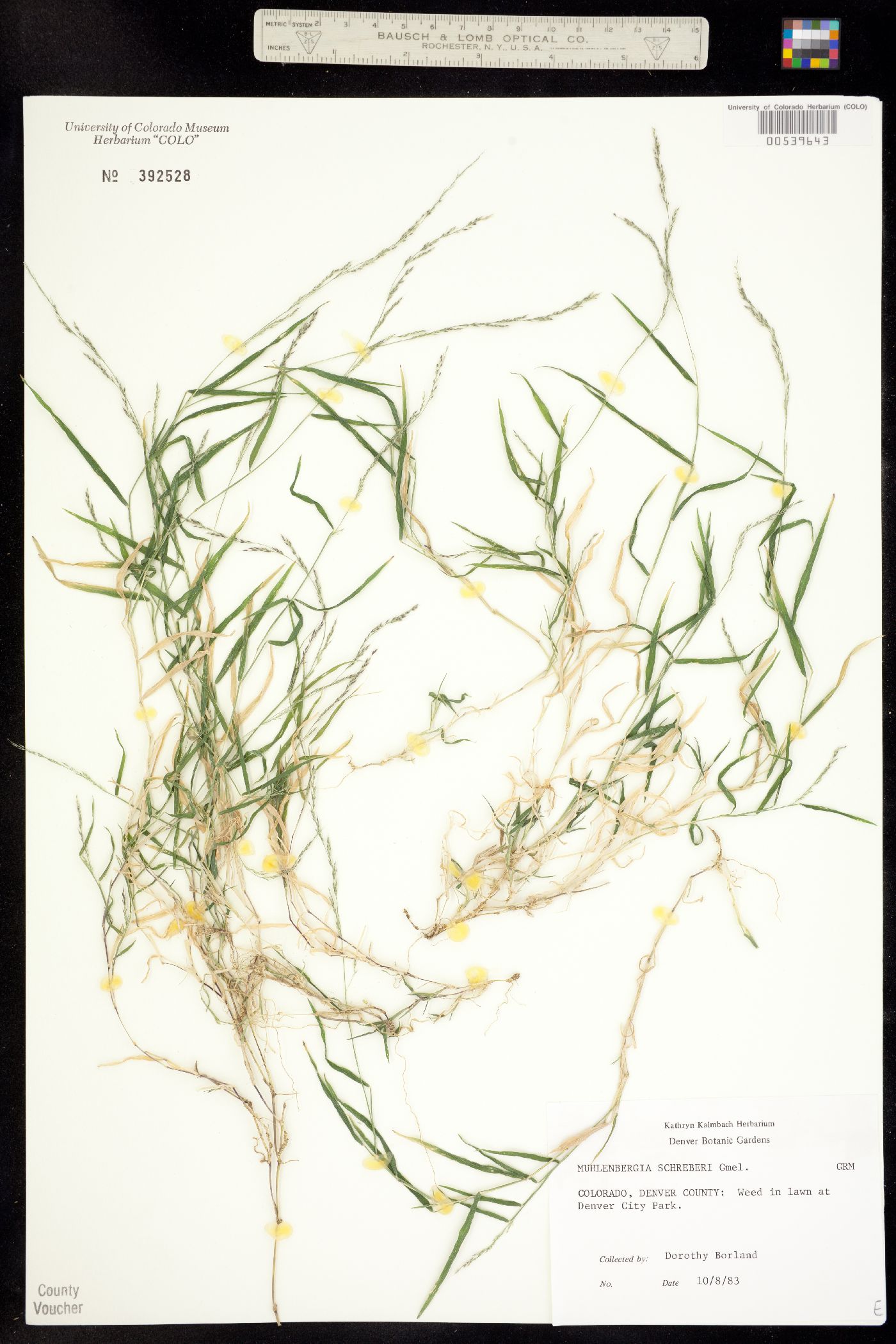 Muhlenbergia schreberi image