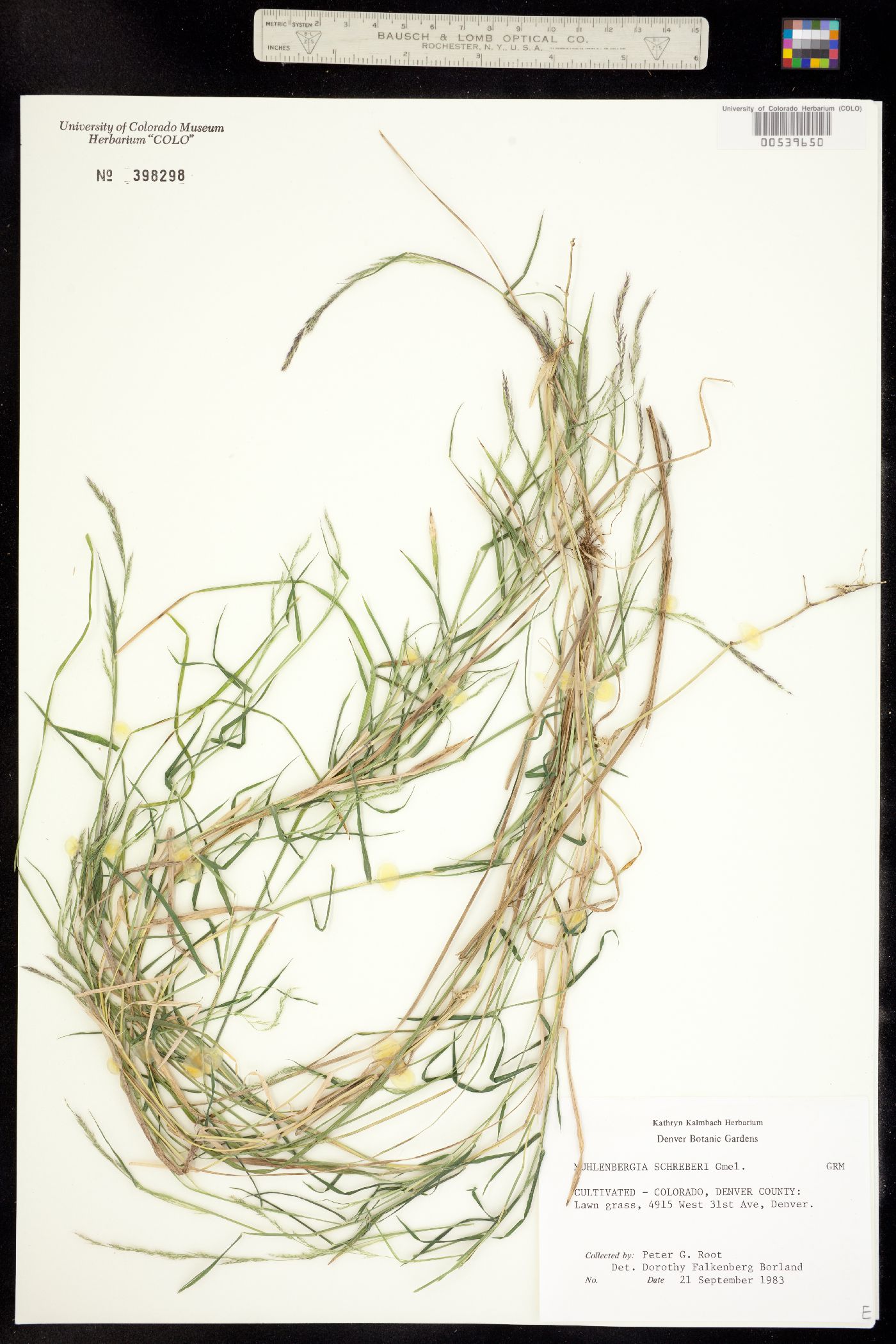 Muhlenbergia schreberi image