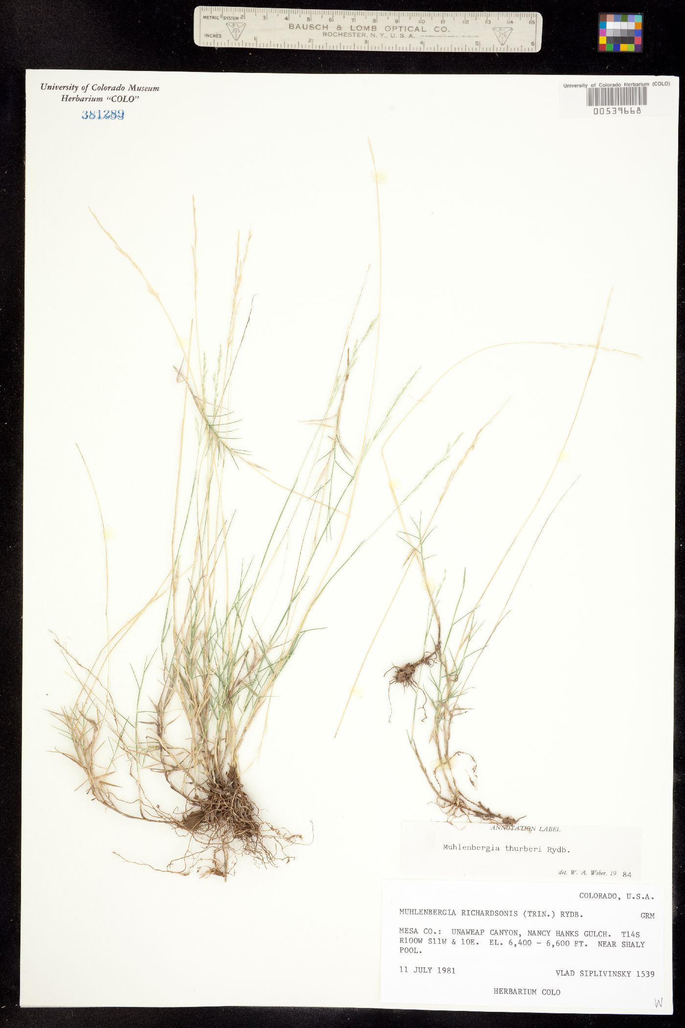 Muhlenbergia thurberi image