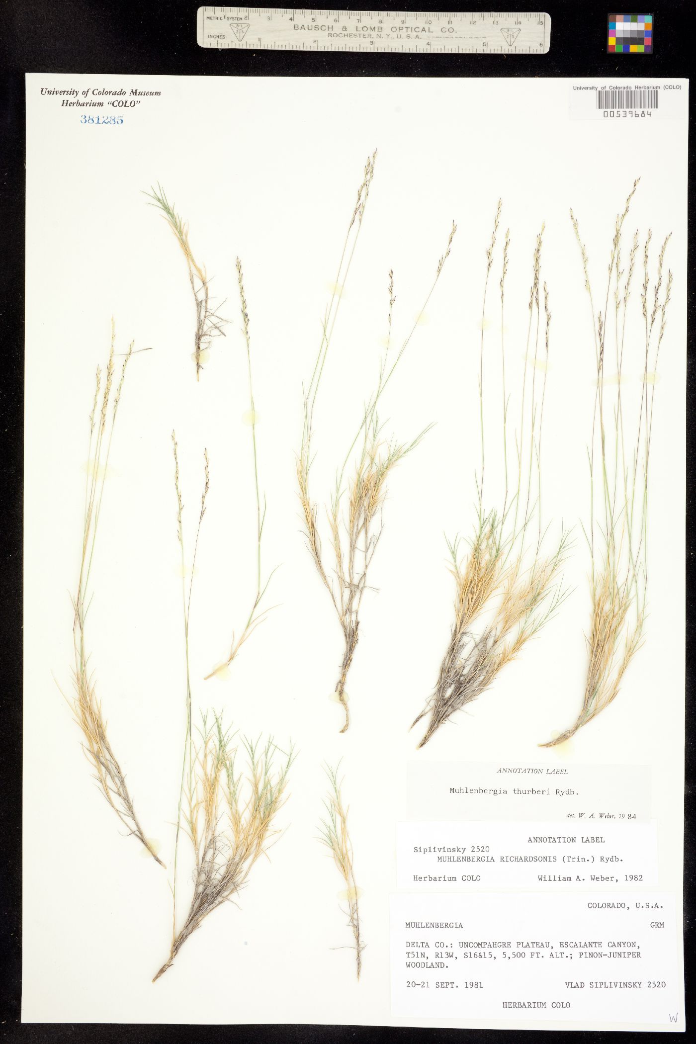 Muhlenbergia thurberi image