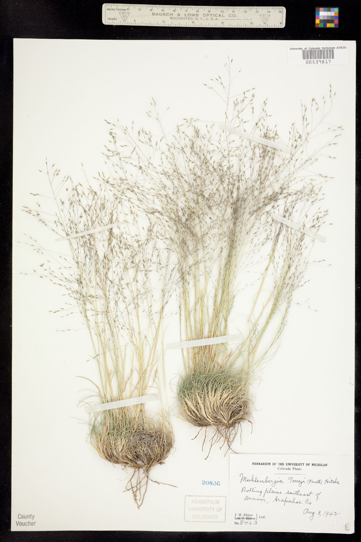 Muhlenbergia torreyi image