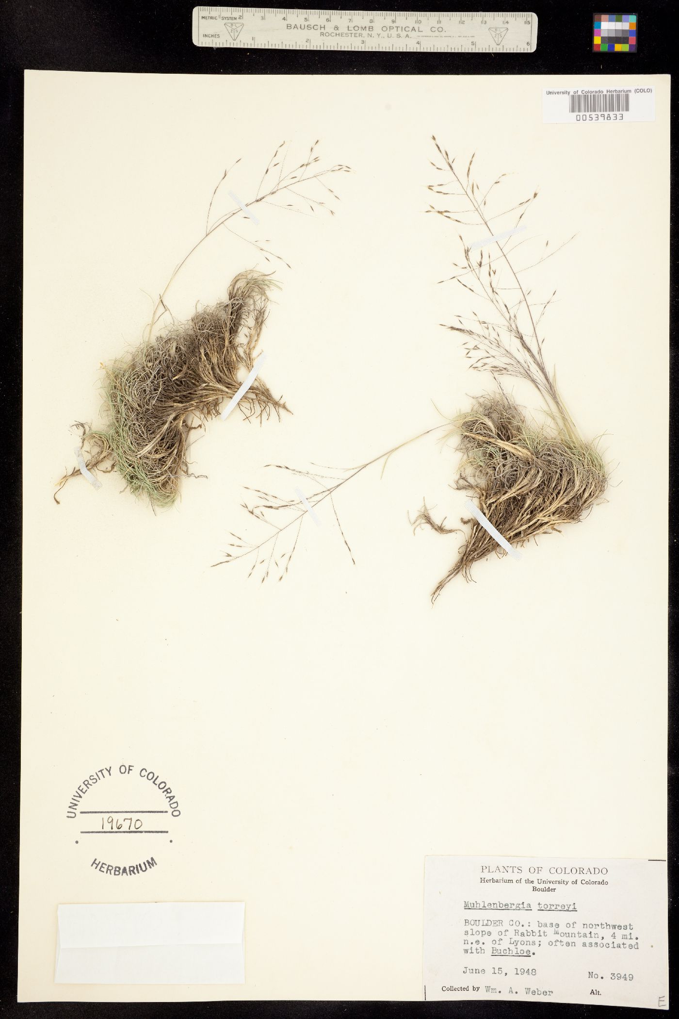 Muhlenbergia torreyi image