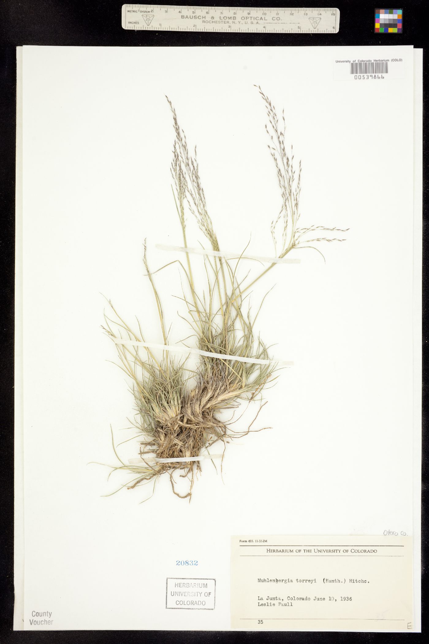 Muhlenbergia arenicola image