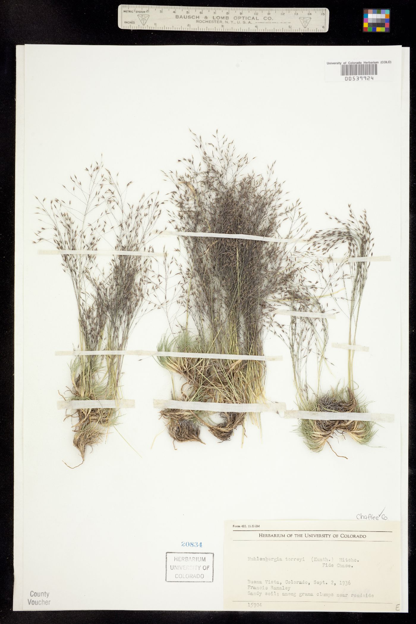 Muhlenbergia torreyi image