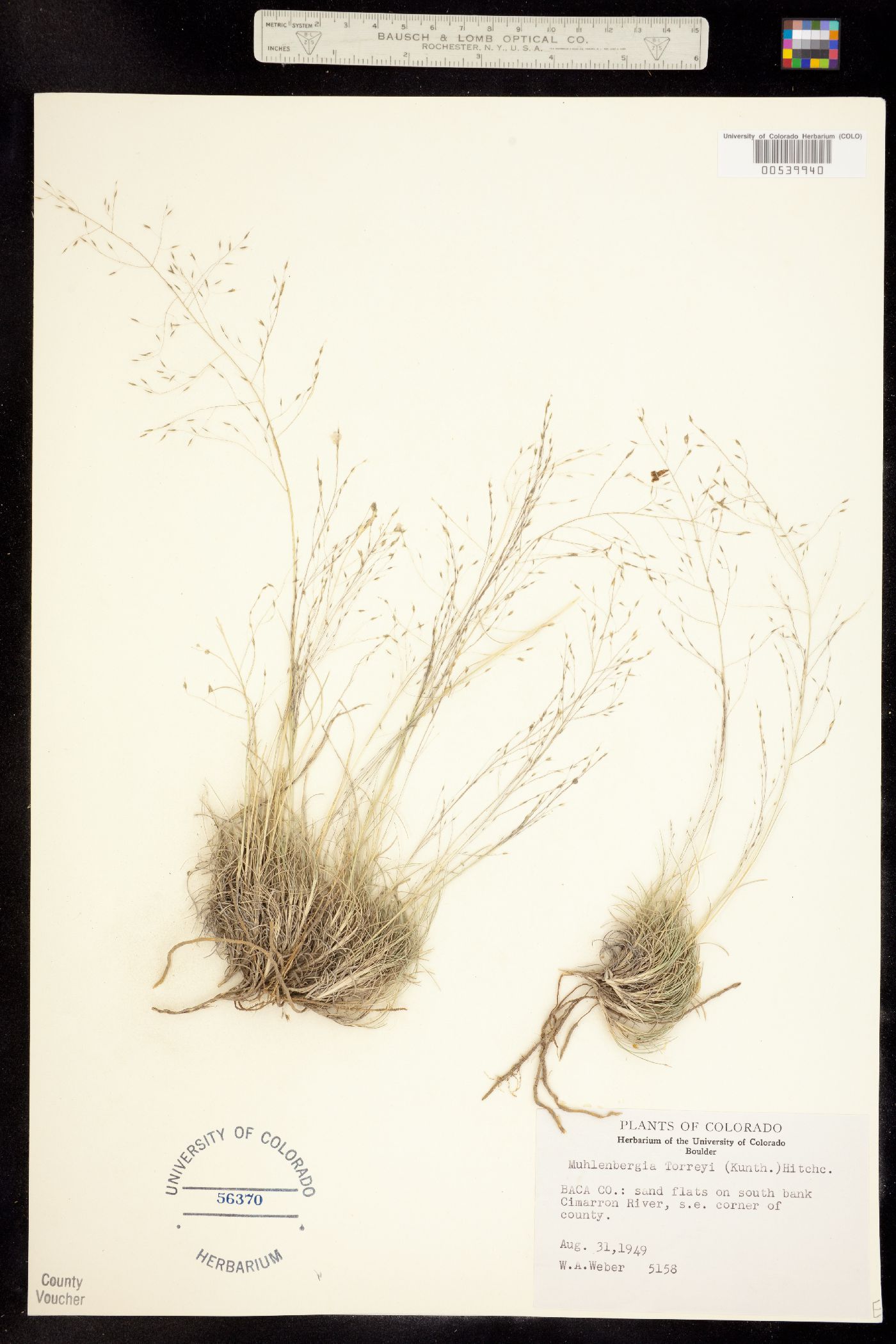 Muhlenbergia torreyi image
