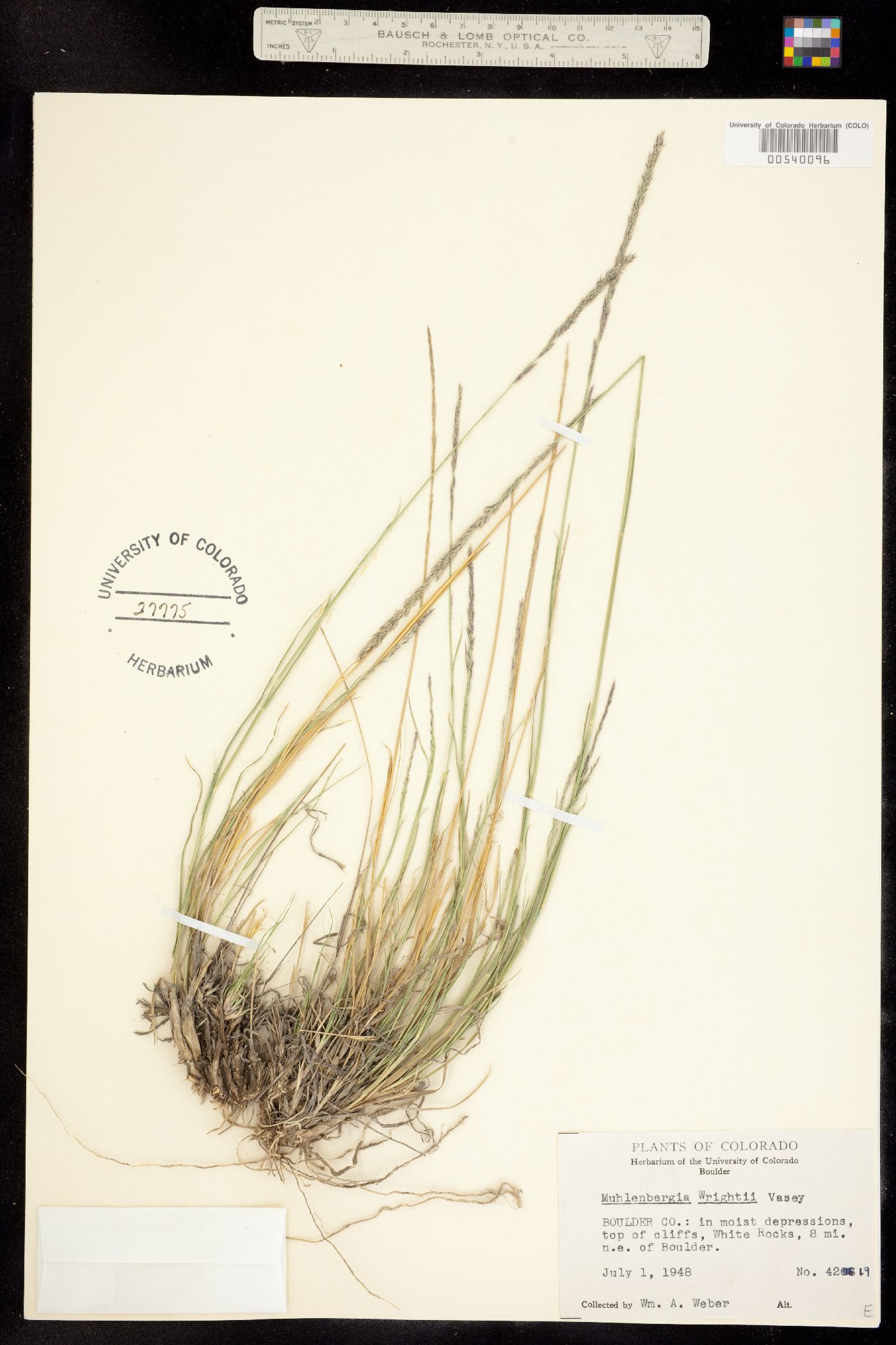 Muhlenbergia wrightii image