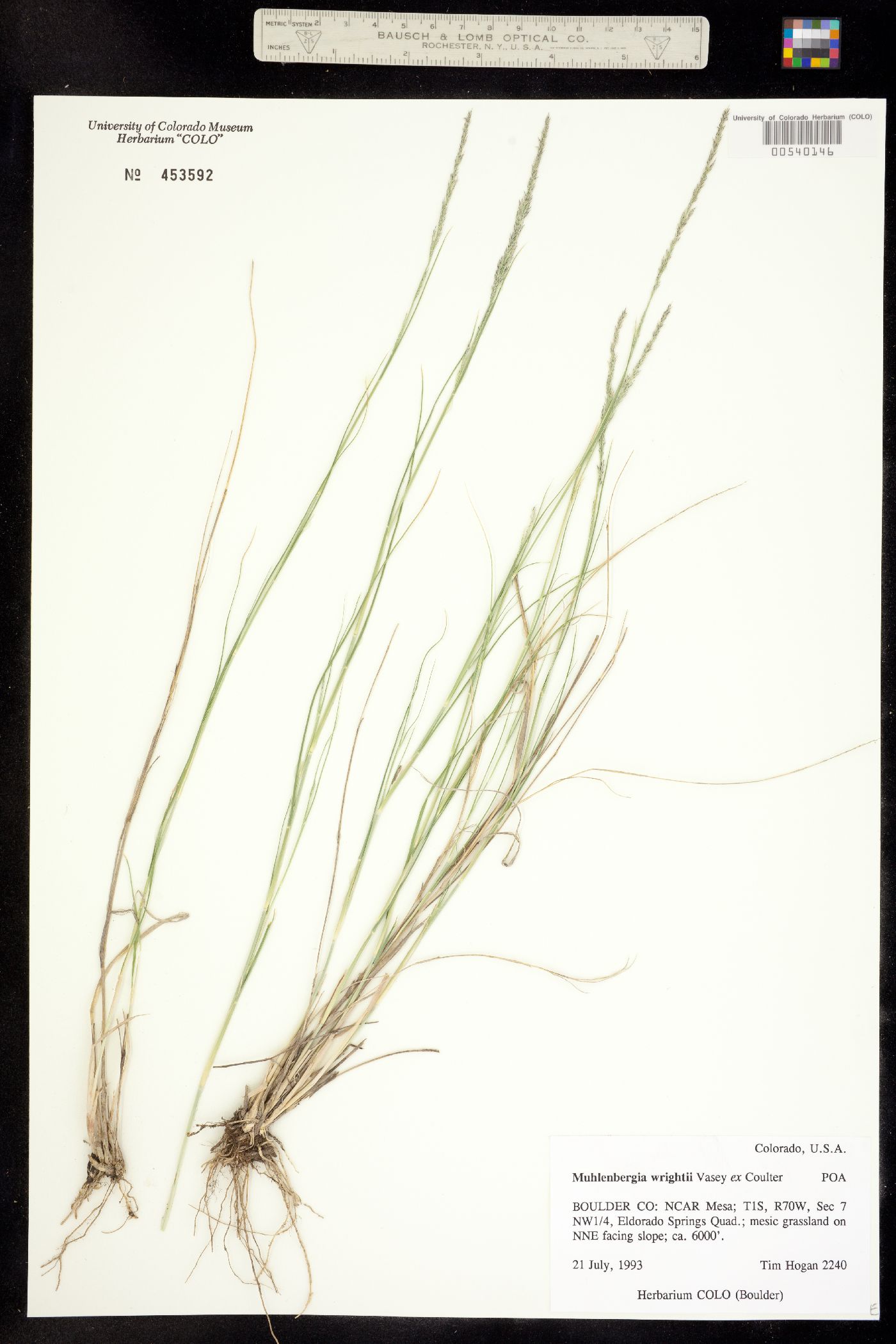 Muhlenbergia wrightii image