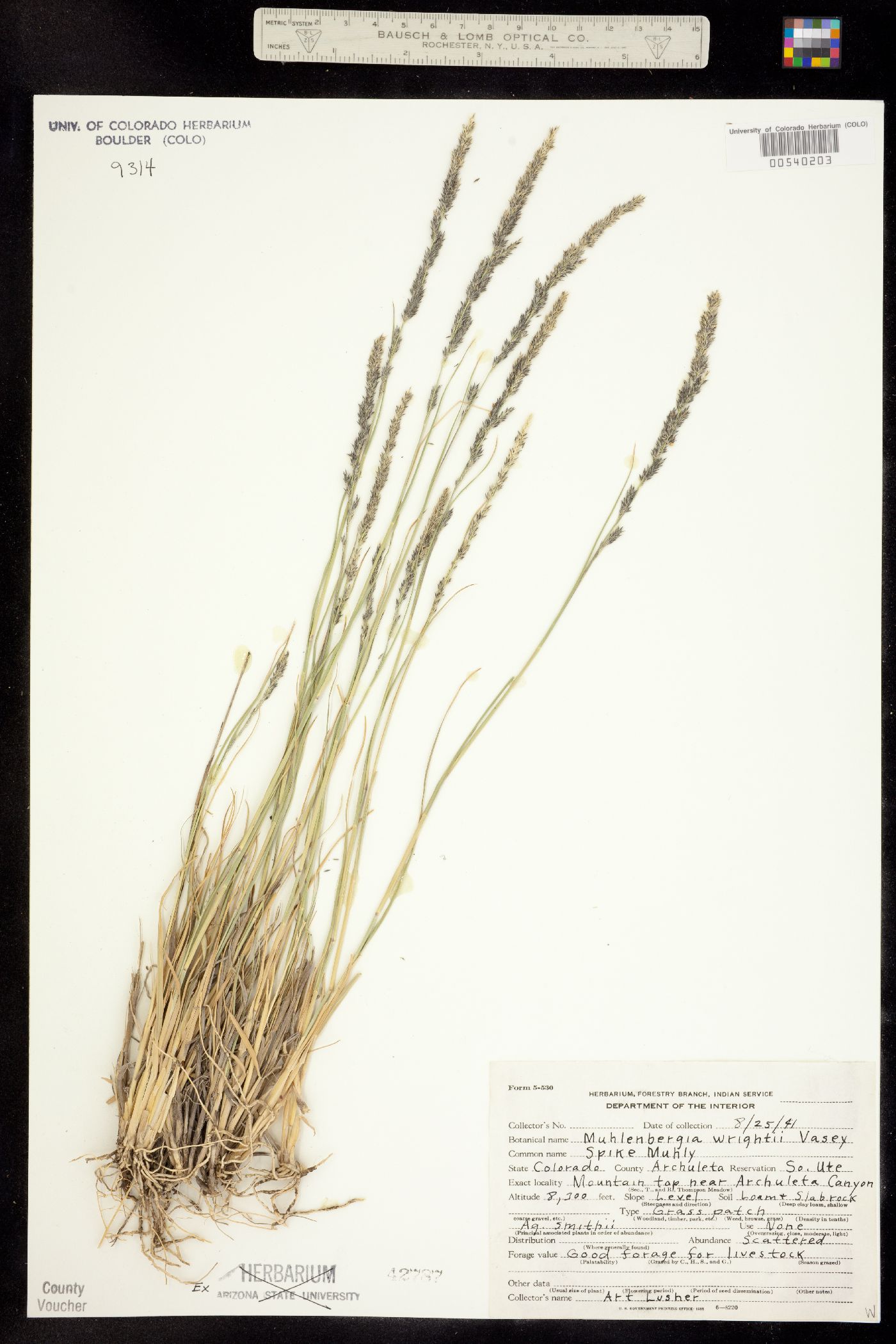 Muhlenbergia wrightii image