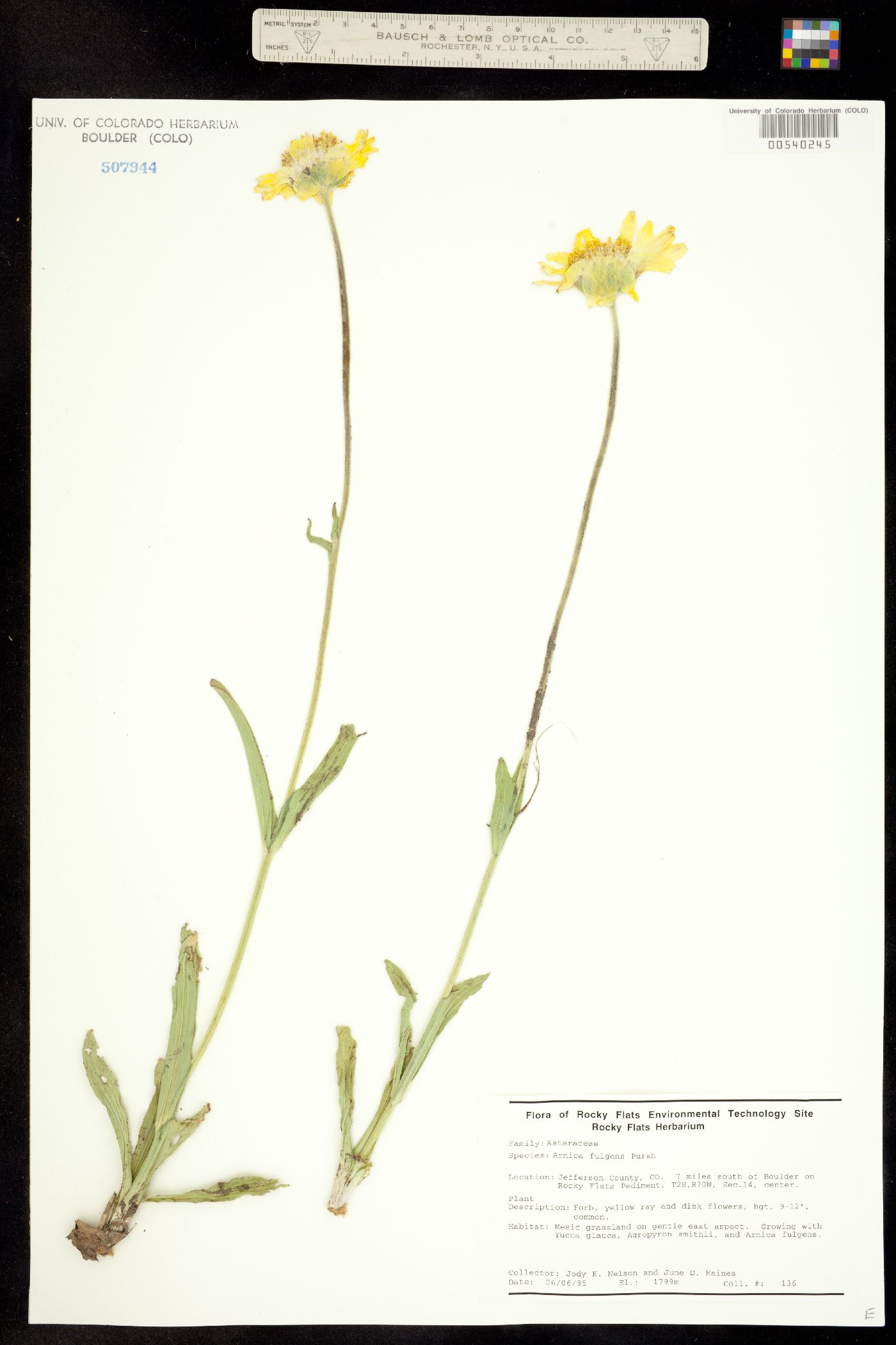 Arnica fulgens image