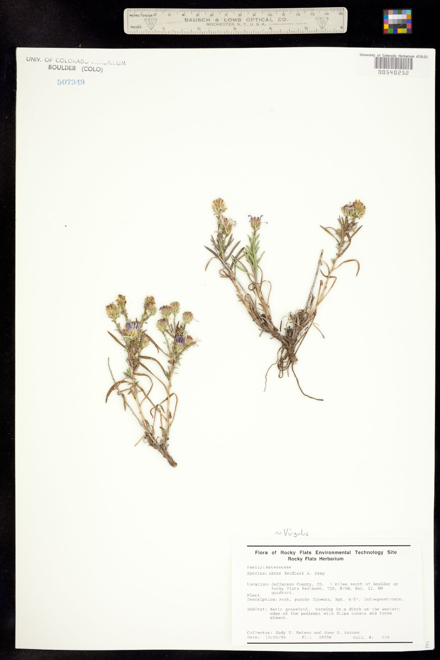 Symphyotrichum fendleri image