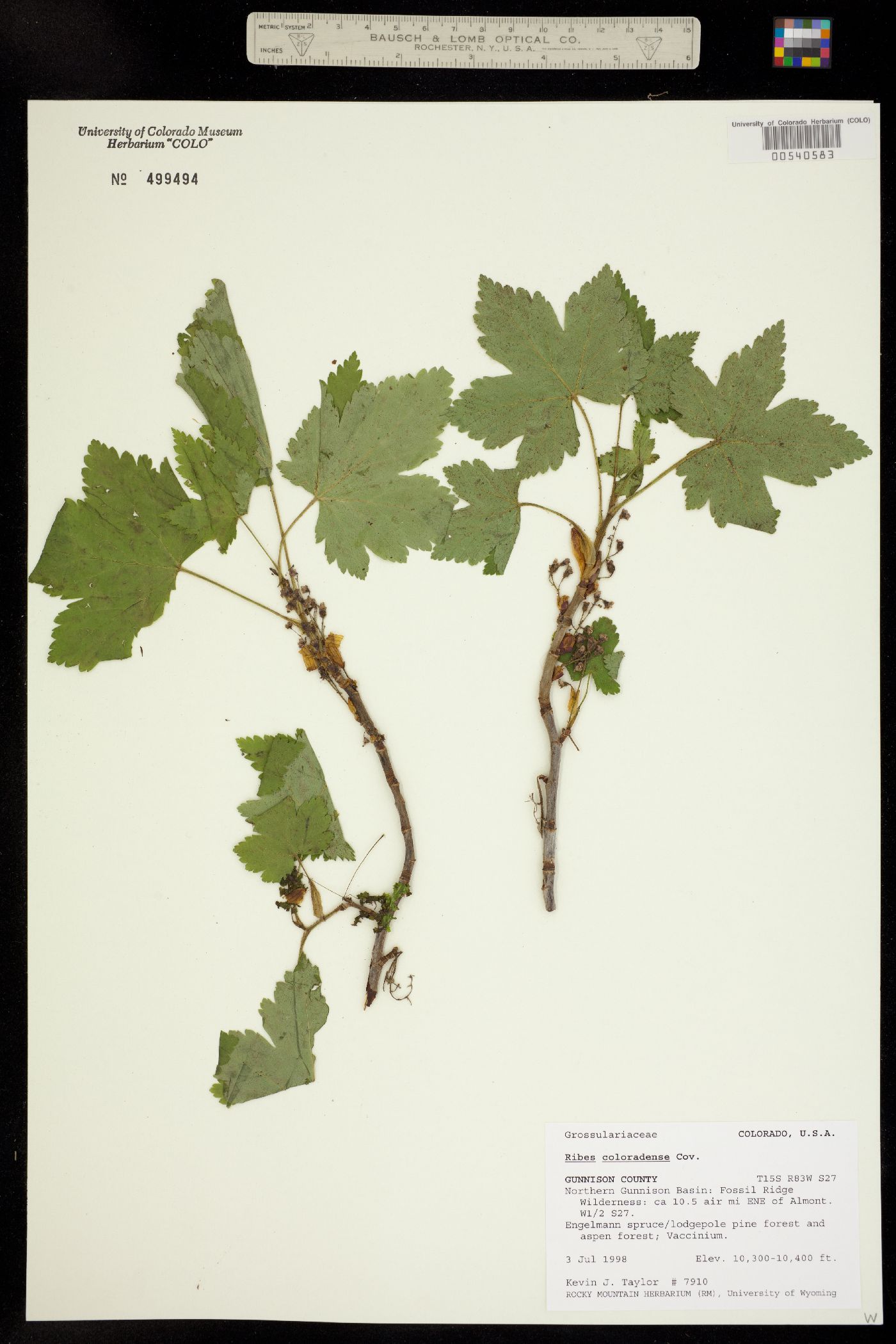 Ribes laxiflorum image