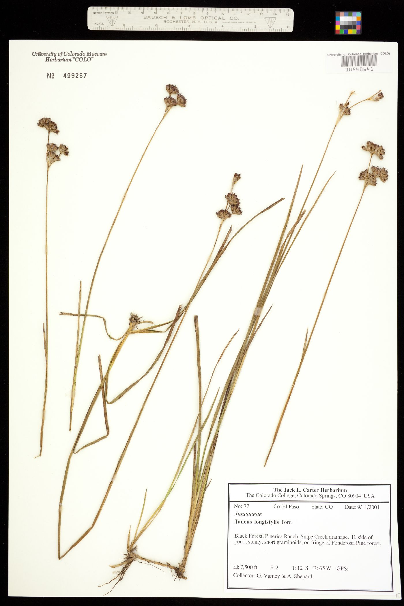 Juncus longistylis image