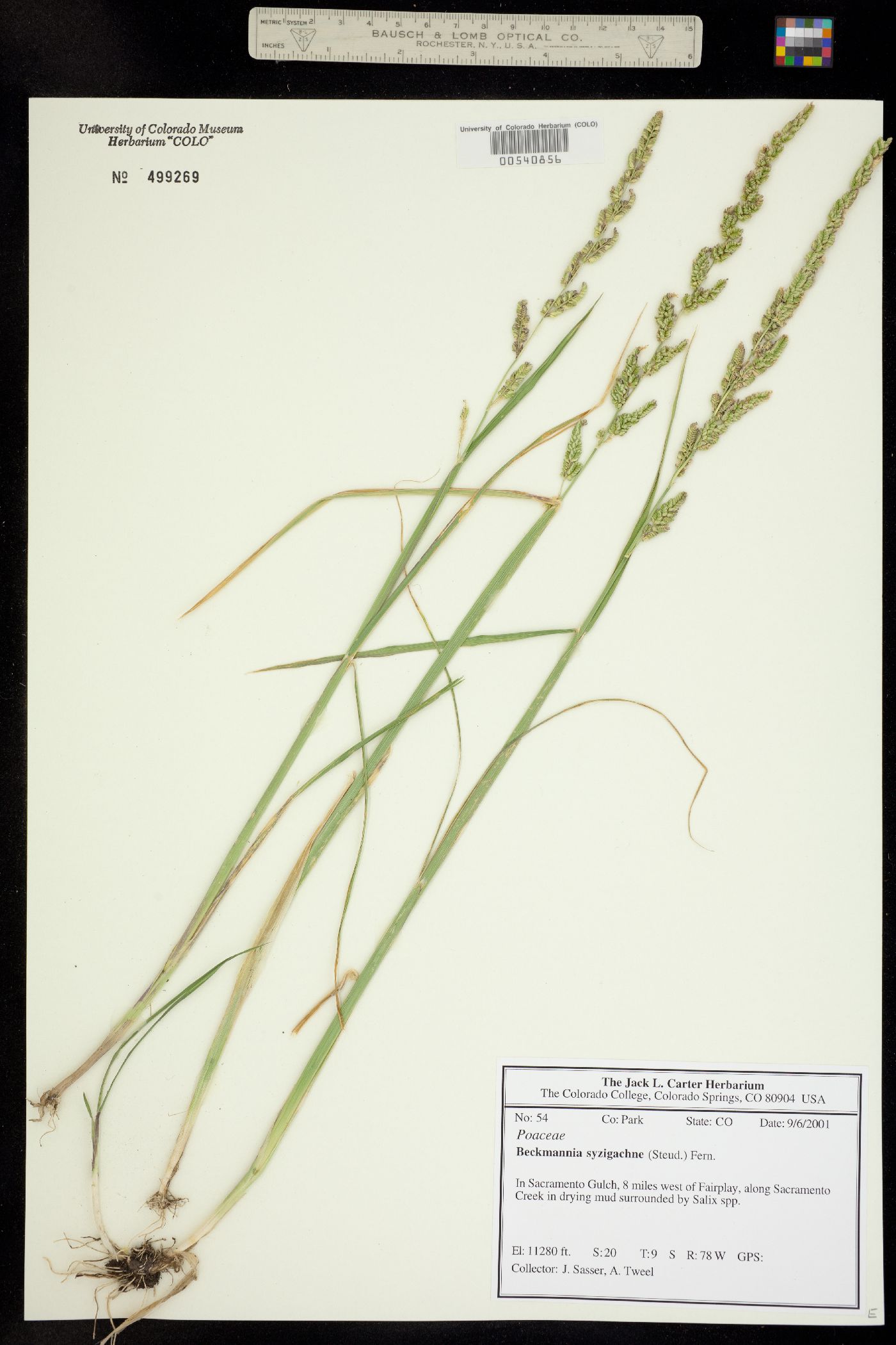 Beckmannia syzigachne image