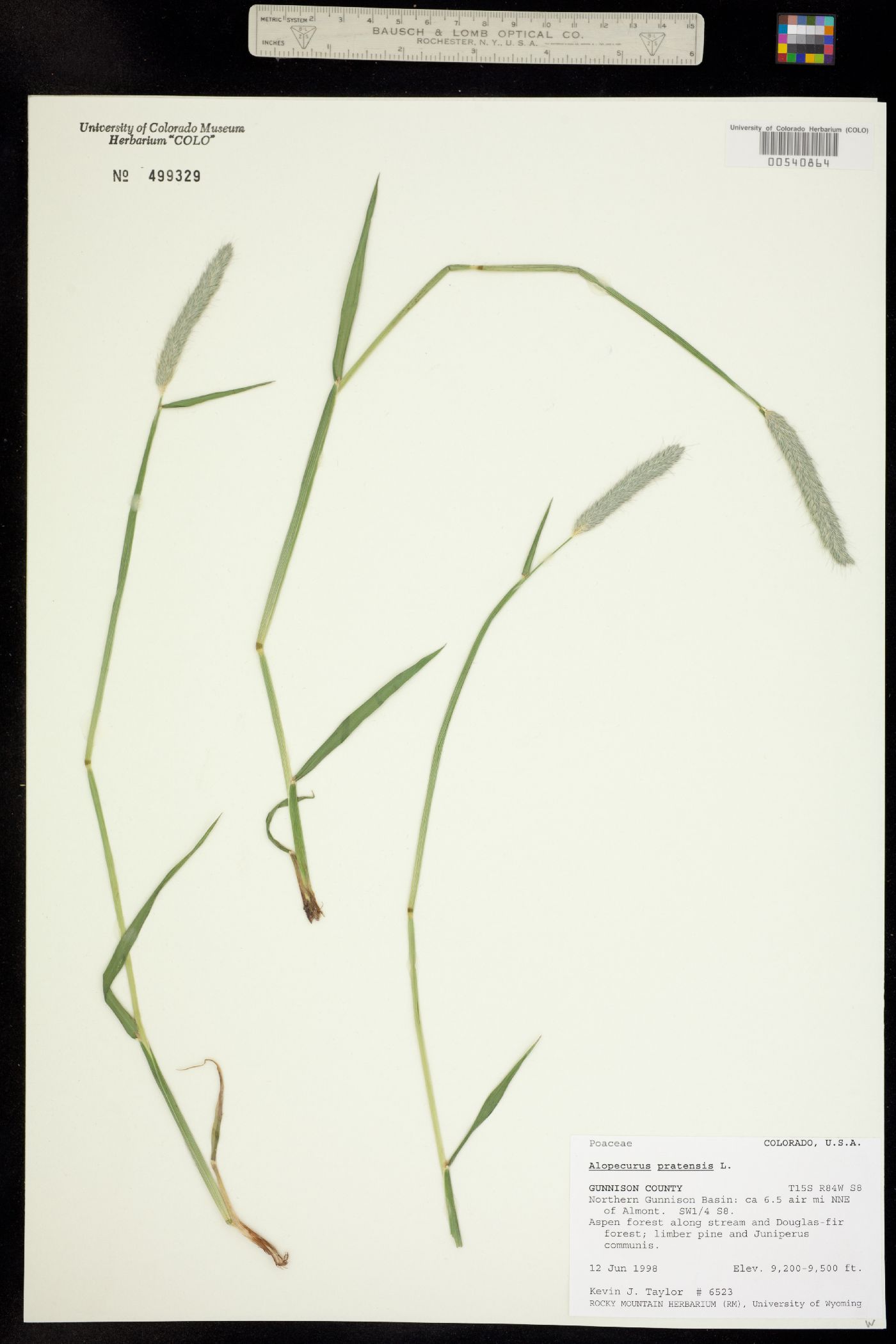 Alopecurus pratensis image