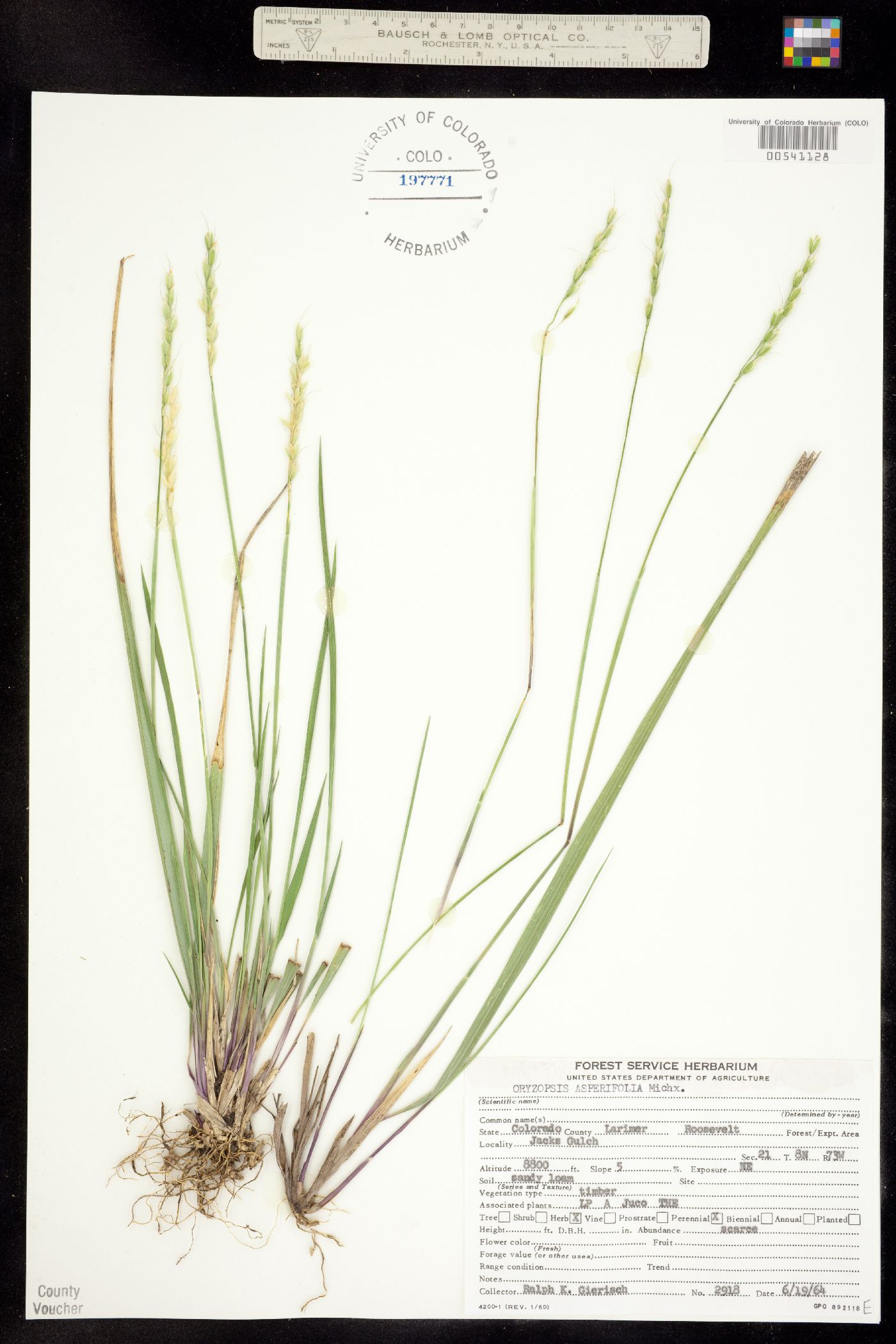 Oryzopsis asperifolia image