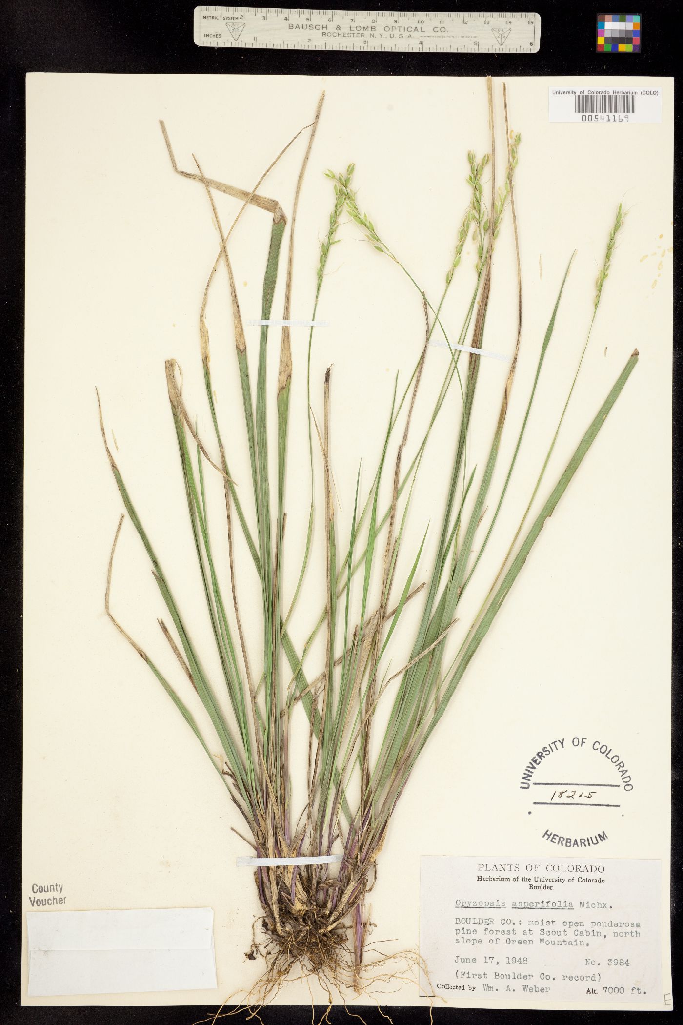 Oryzopsis asperifolia image