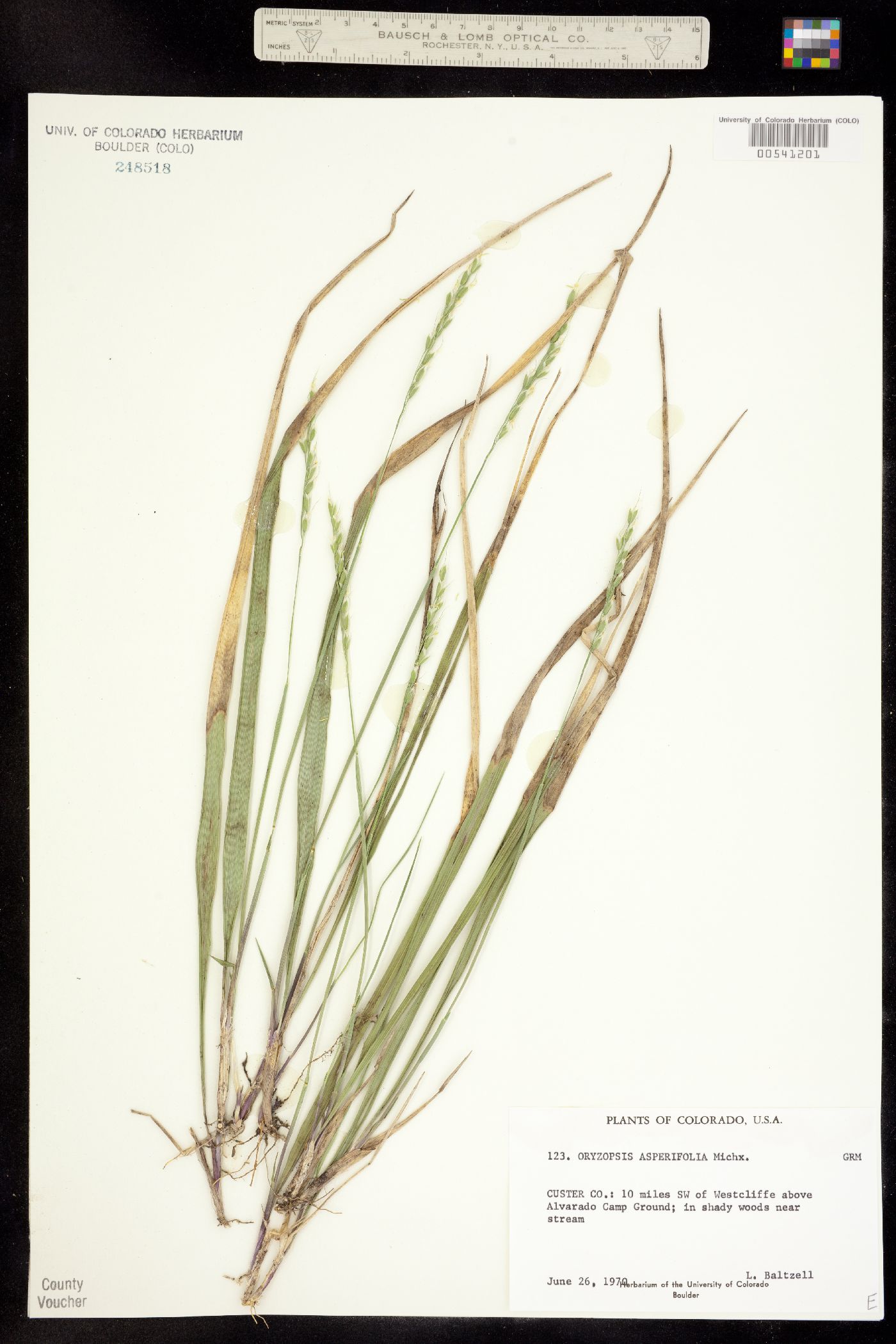 Oryzopsis asperifolia image