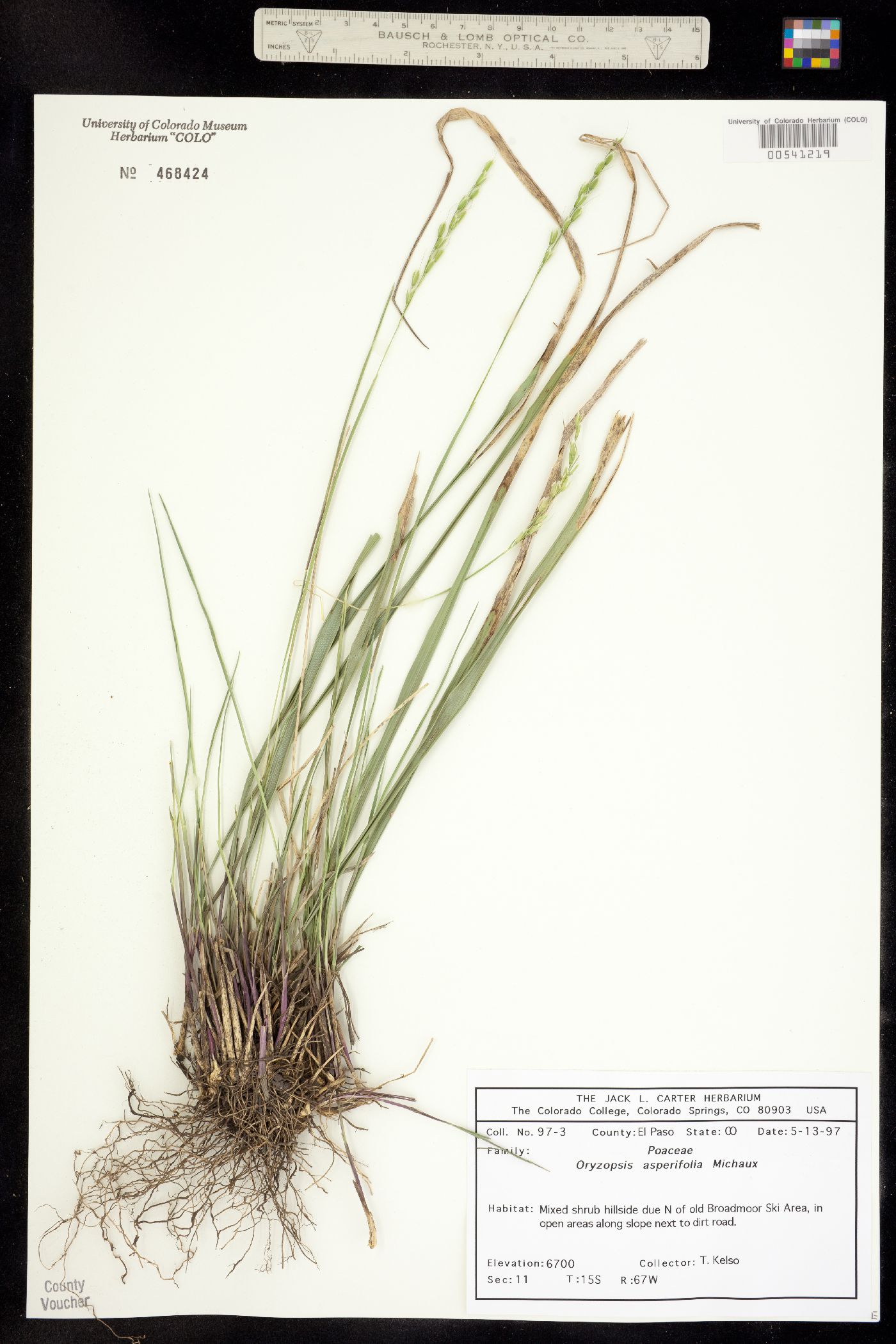 Oryzopsis asperifolia image