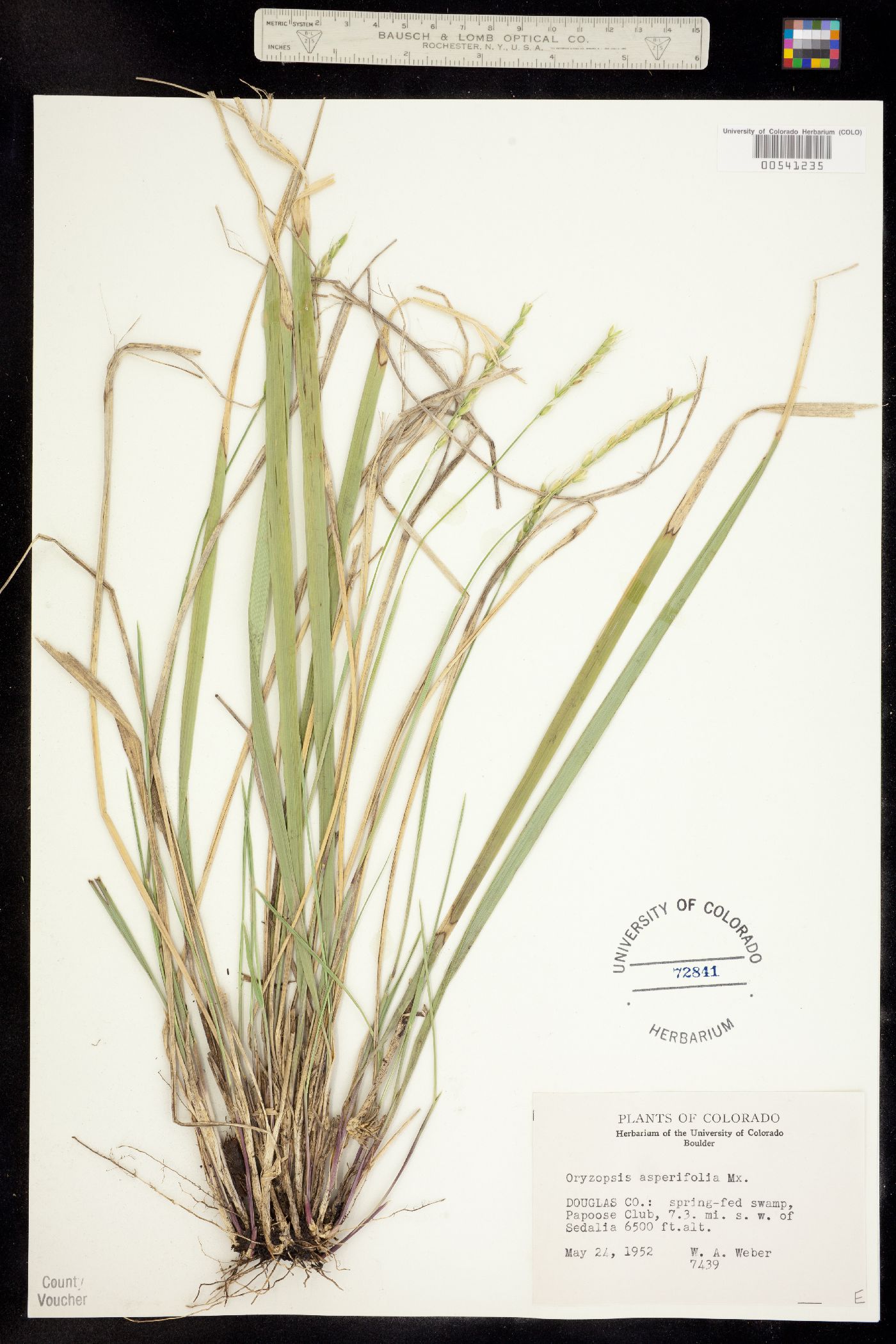 Oryzopsis asperifolia image