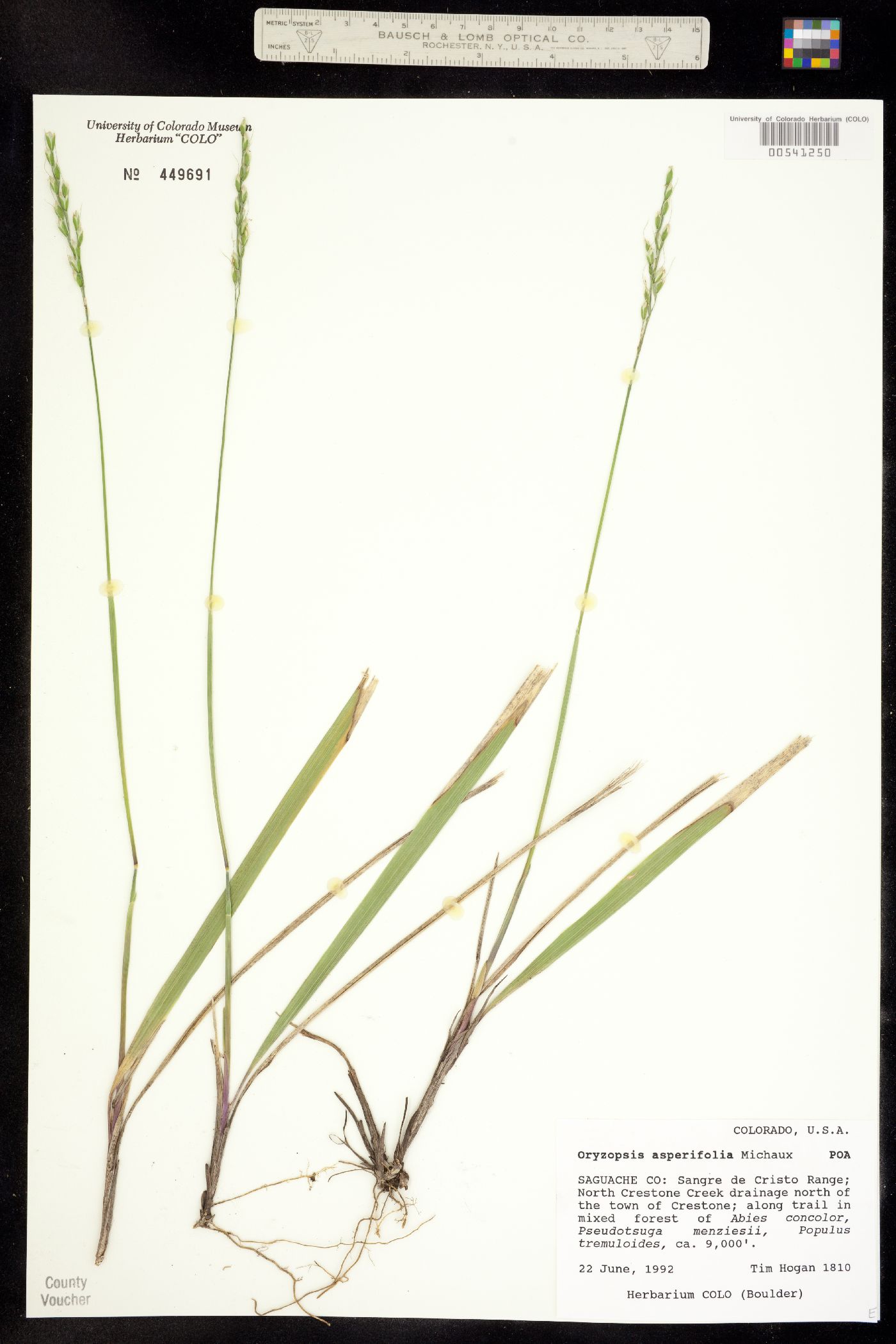 Oryzopsis asperifolia image