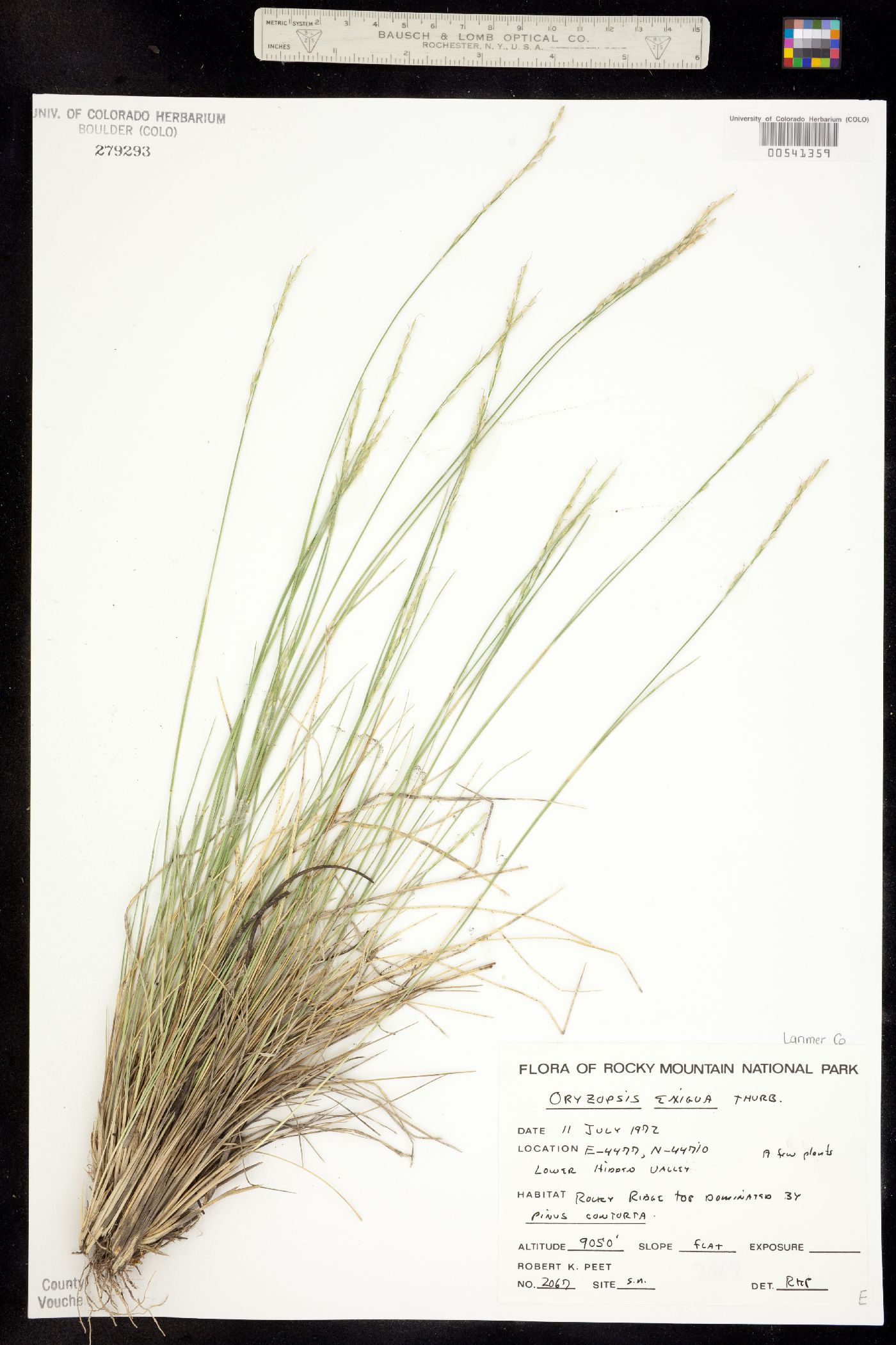 Piptatherum exiguum image