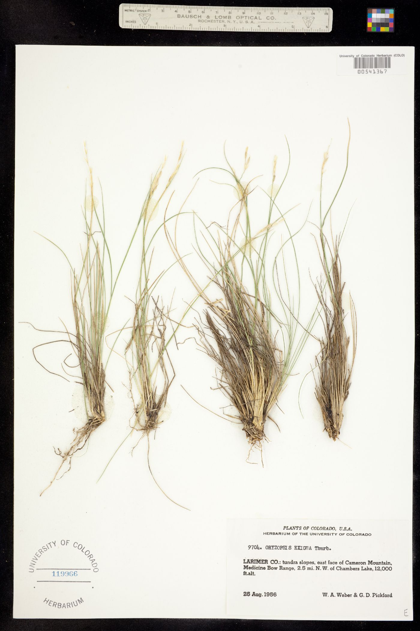 Oryzopsis image
