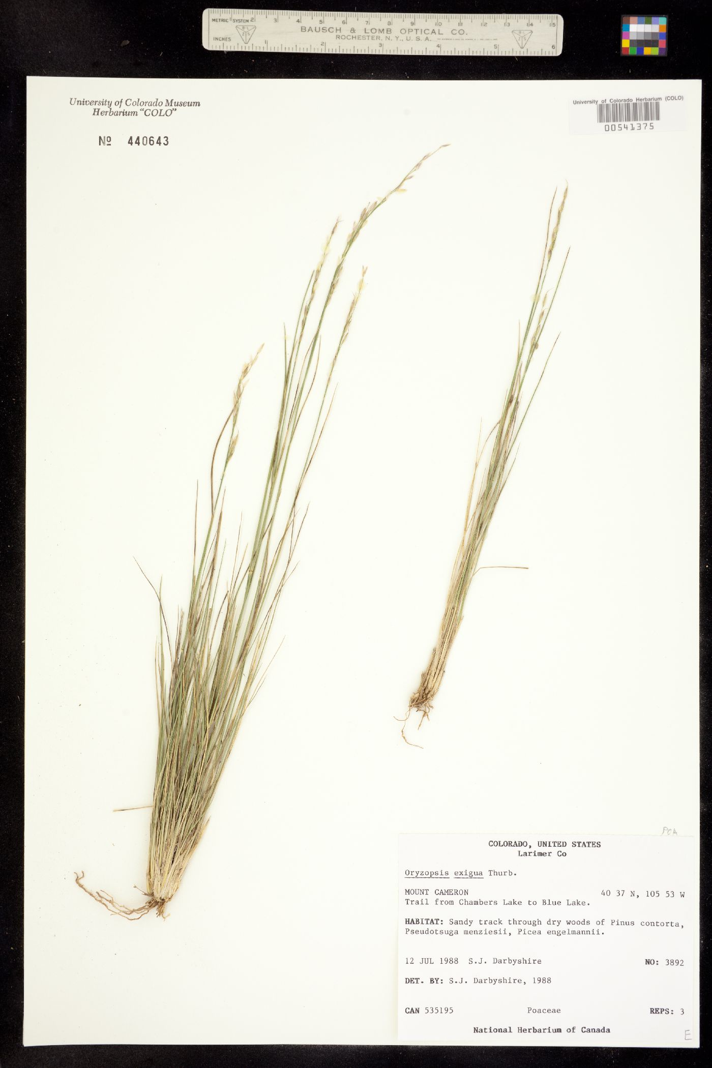 Piptatherum exiguum image