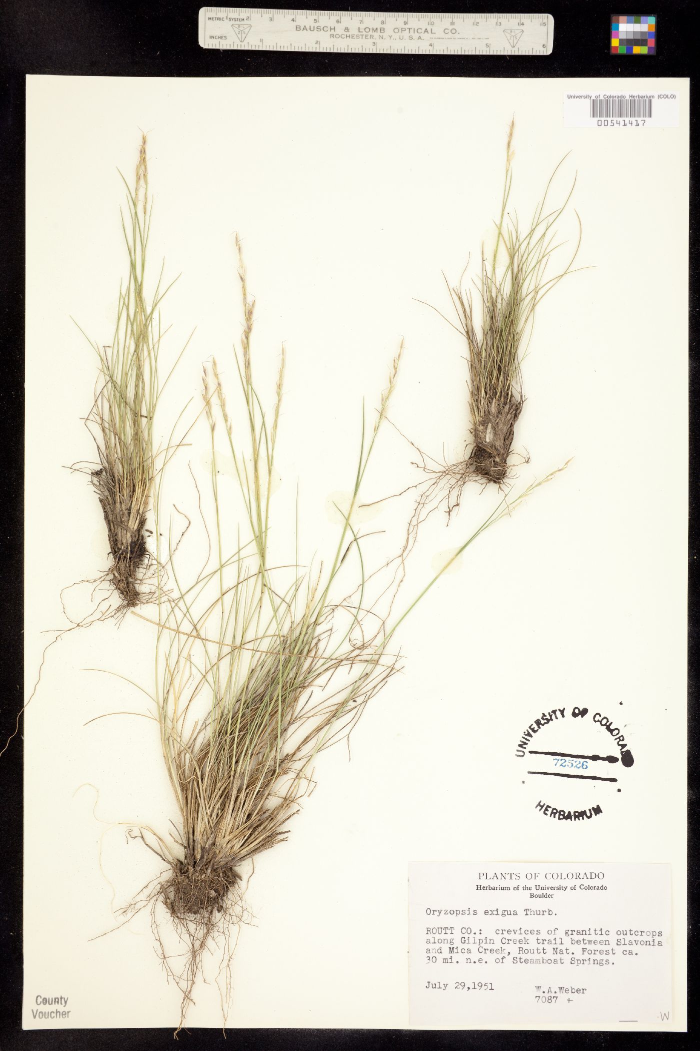 Piptatherum exiguum image