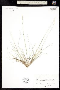 Piptatherum pungens image