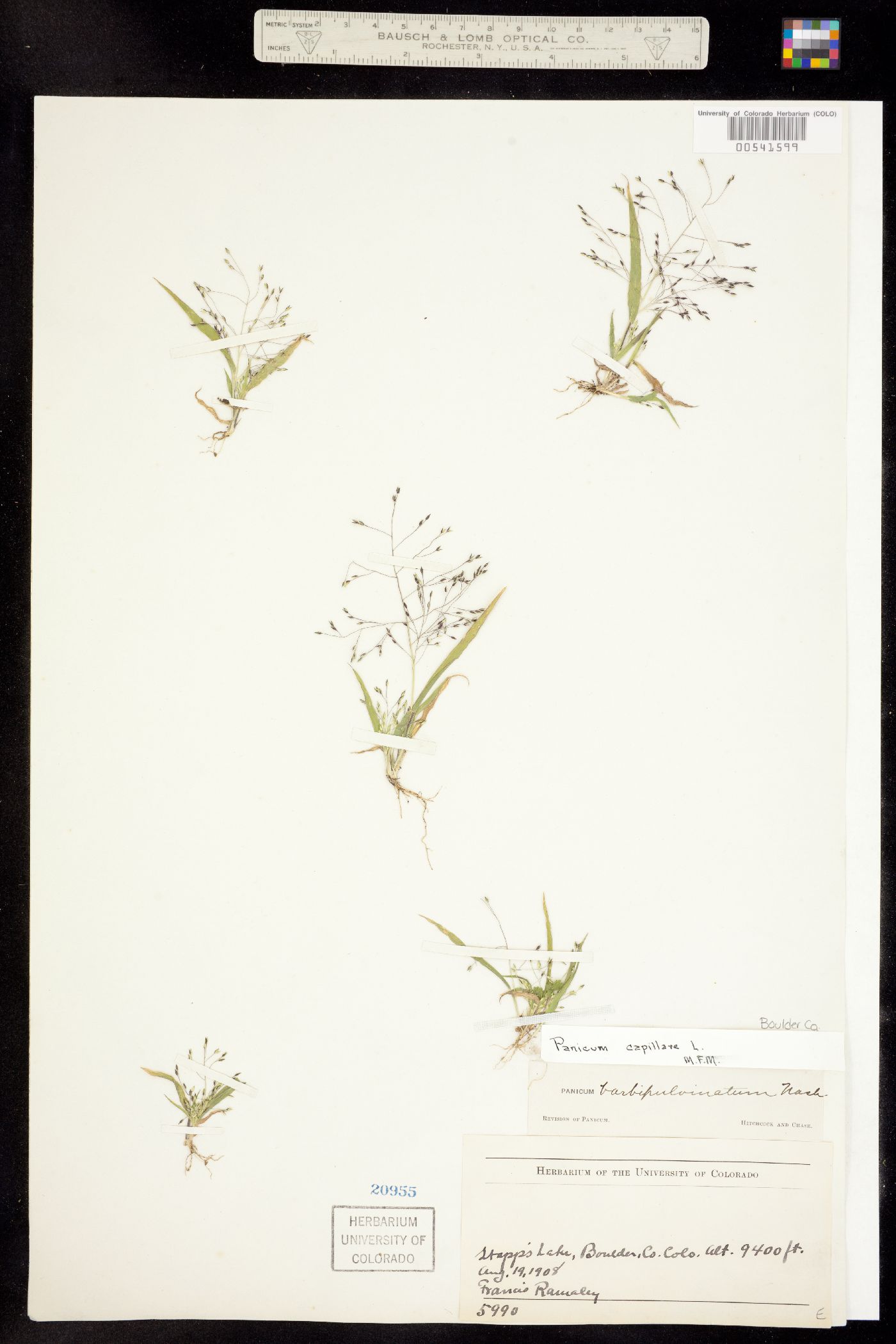 Panicum capillare image