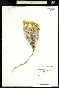 Chrysothamnus nauseosus ssp. nauseosus image