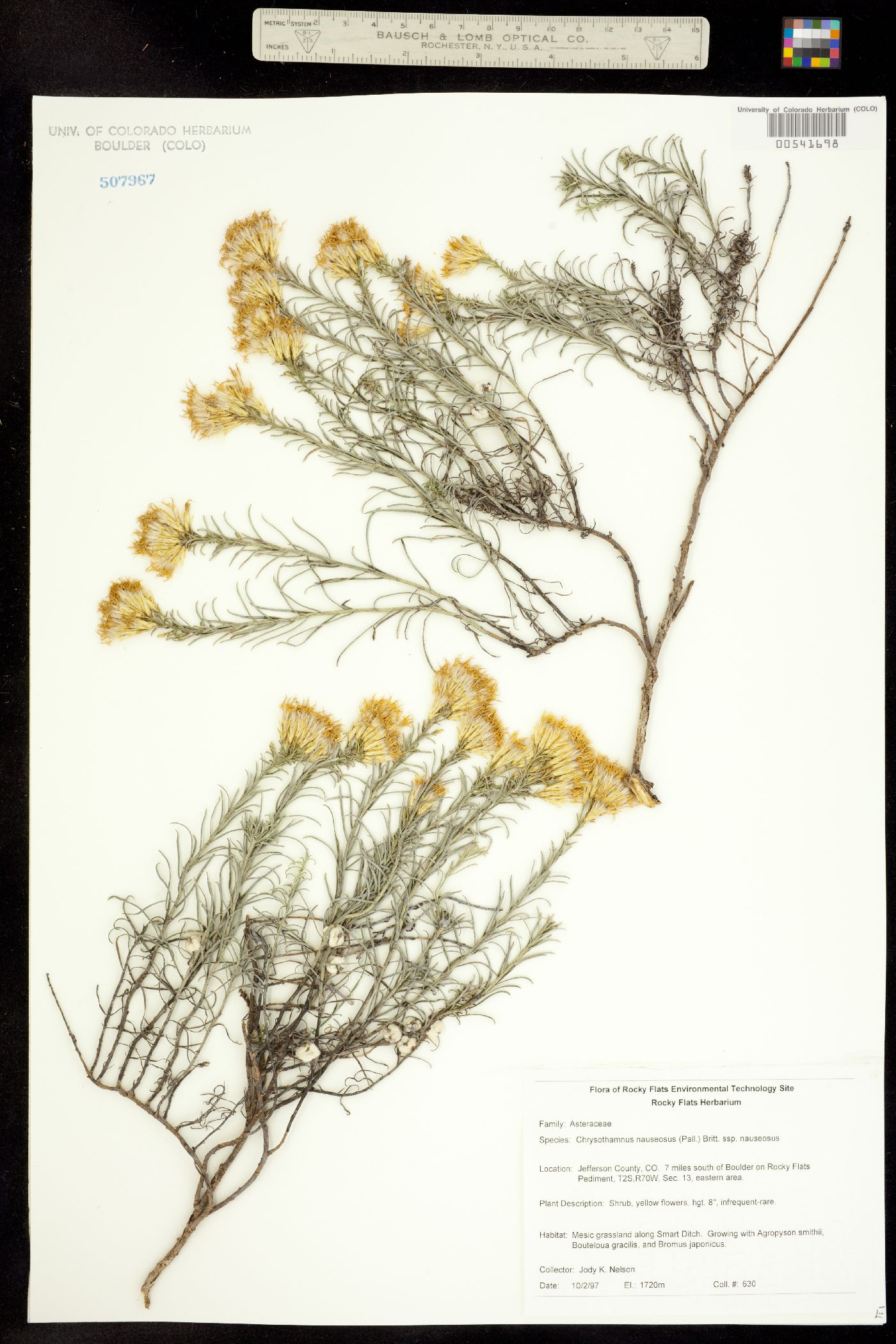 Chrysothamnus nauseosus ssp. nauseosus image